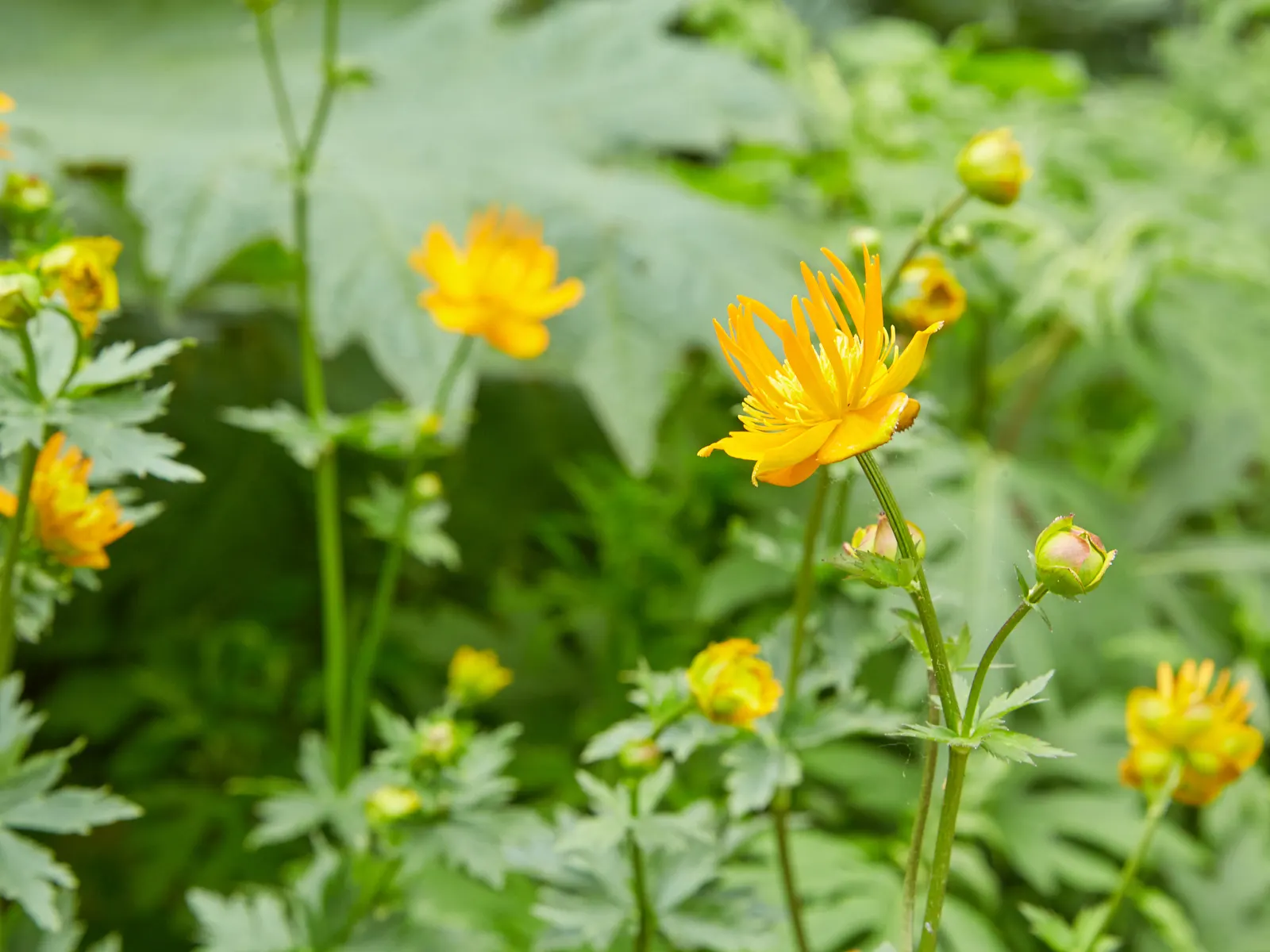 Chinese Globeflower (Trollius Chinensis) — Trollius chinensis provides resilience to colder temperatures