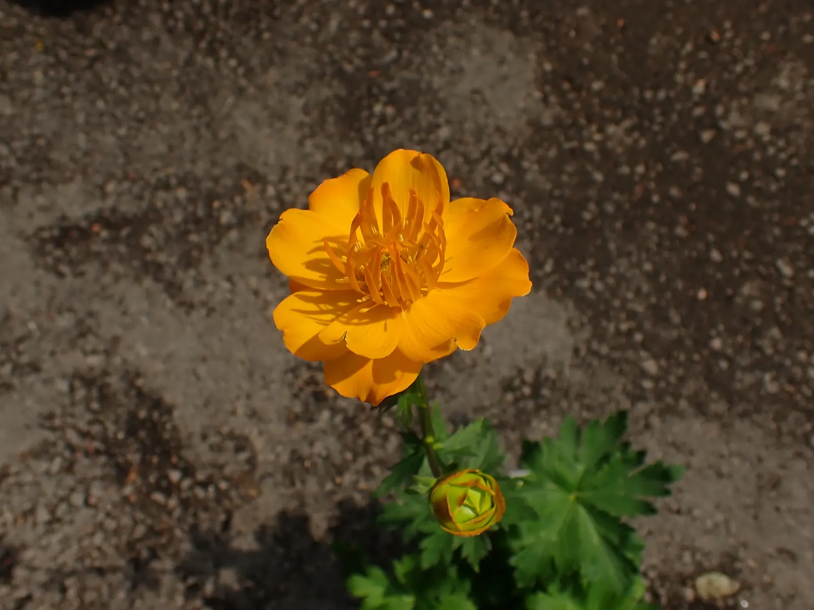 Chinese Globeflower (Trollius Chinensis) — especially in dryer periods