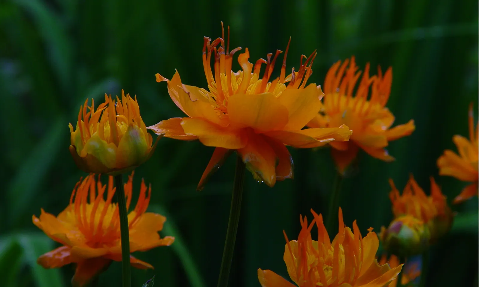 Chinese Globeflower (Trollius Chinensis) — Its serrated leaves emerge at the base, offering lush greenery
