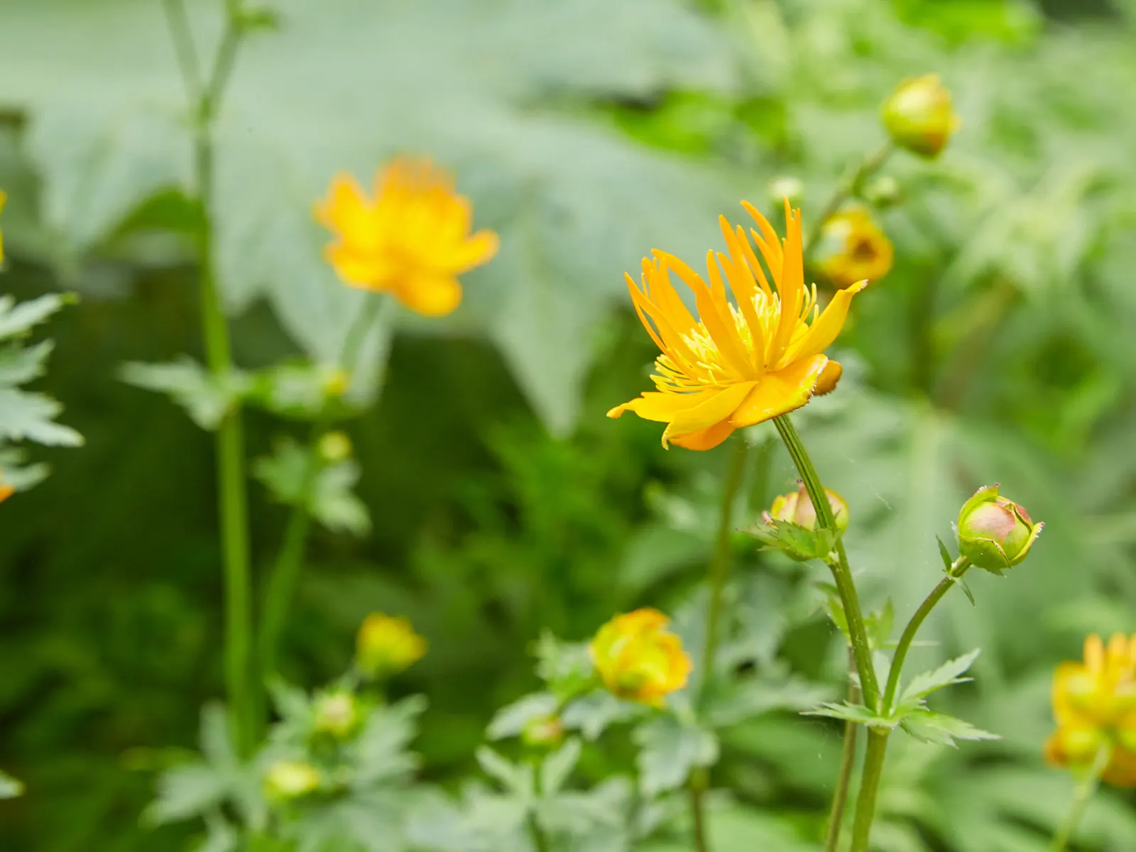 Chinese Globeflower (Trollius Chinensis) — while requiring minimal maintenance