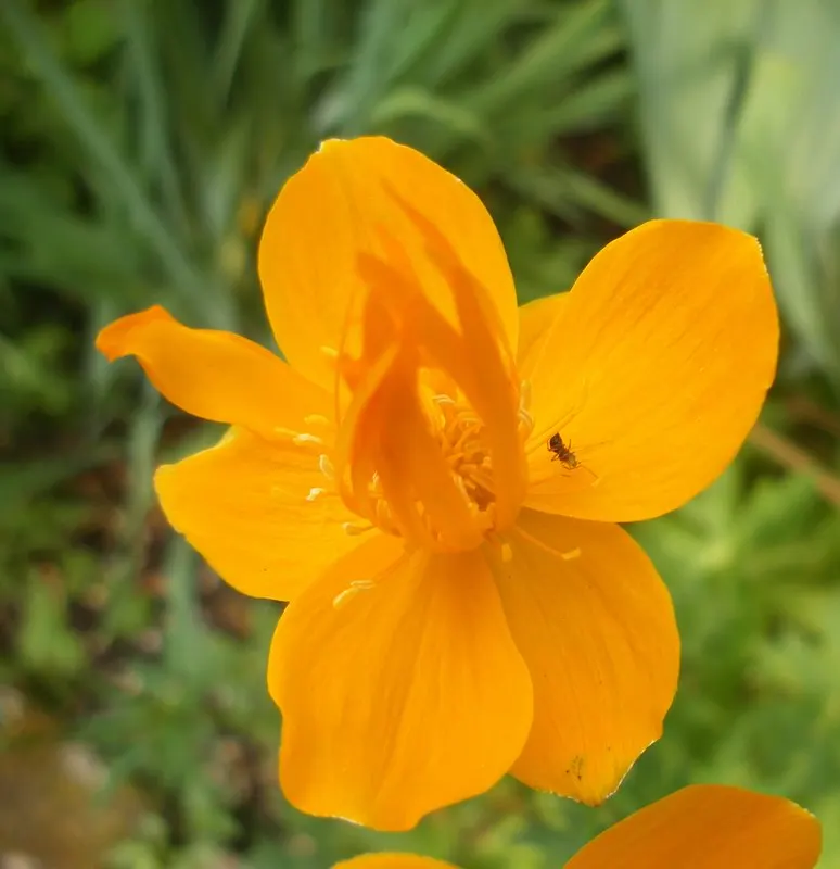 Chinese Globeflower (Trollius Chinensis) — it excels in woodland or waterside plantings