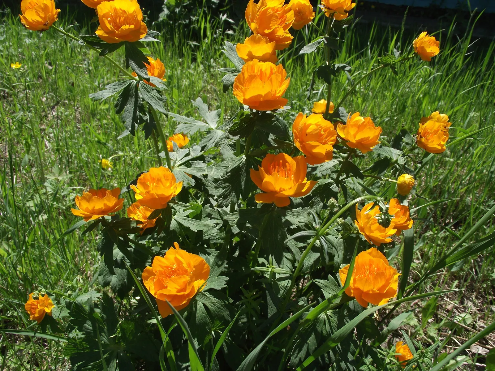 Chinese Globeflower (Trollius Chinensis) — mirroring its native damp meadows and woodland habitats
