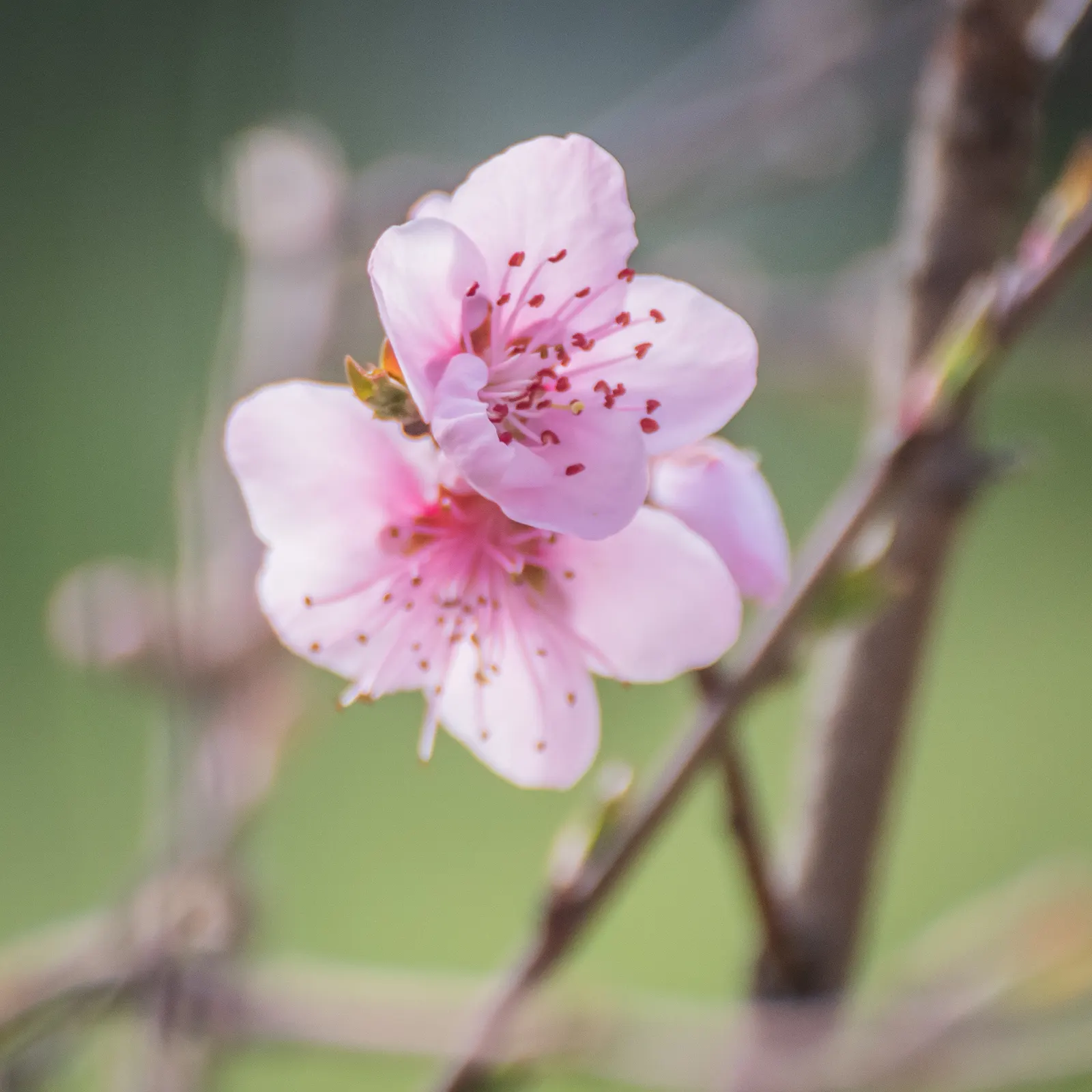 Edible Peach (Prunus Persica) — The tree demands a sunny position