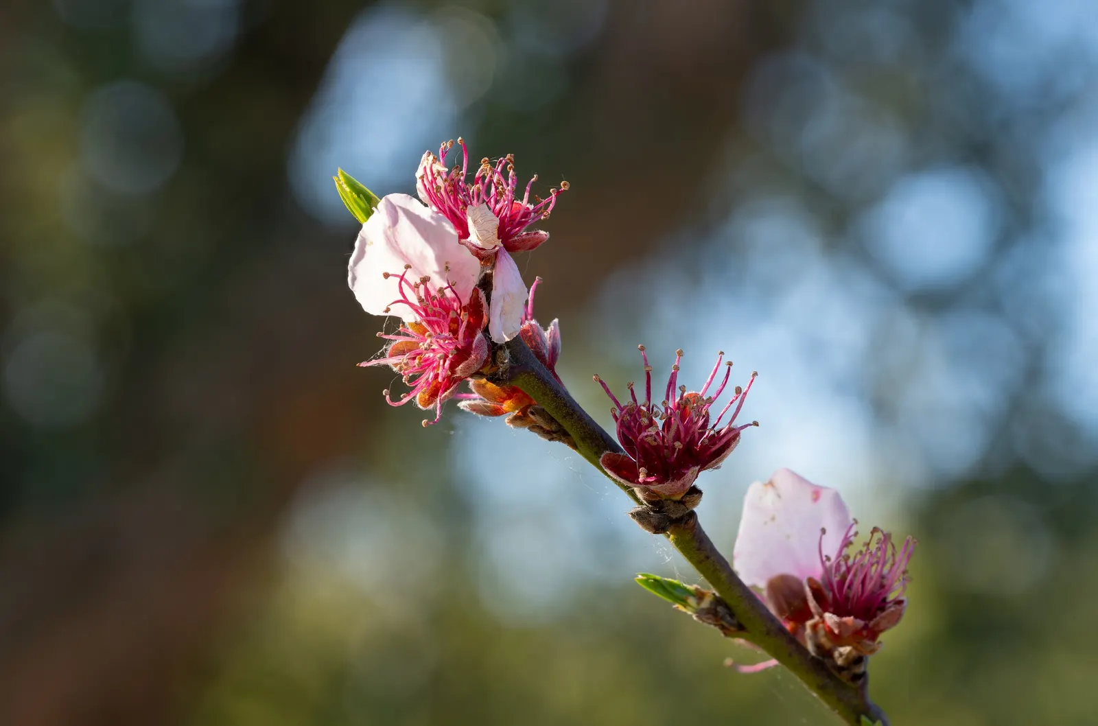 Edible Peach (Prunus Persica) — with a pH range of 6 to 7 for optimal growth.<br><br>Blossoming in early spring before the leaves emerge; these, image 120