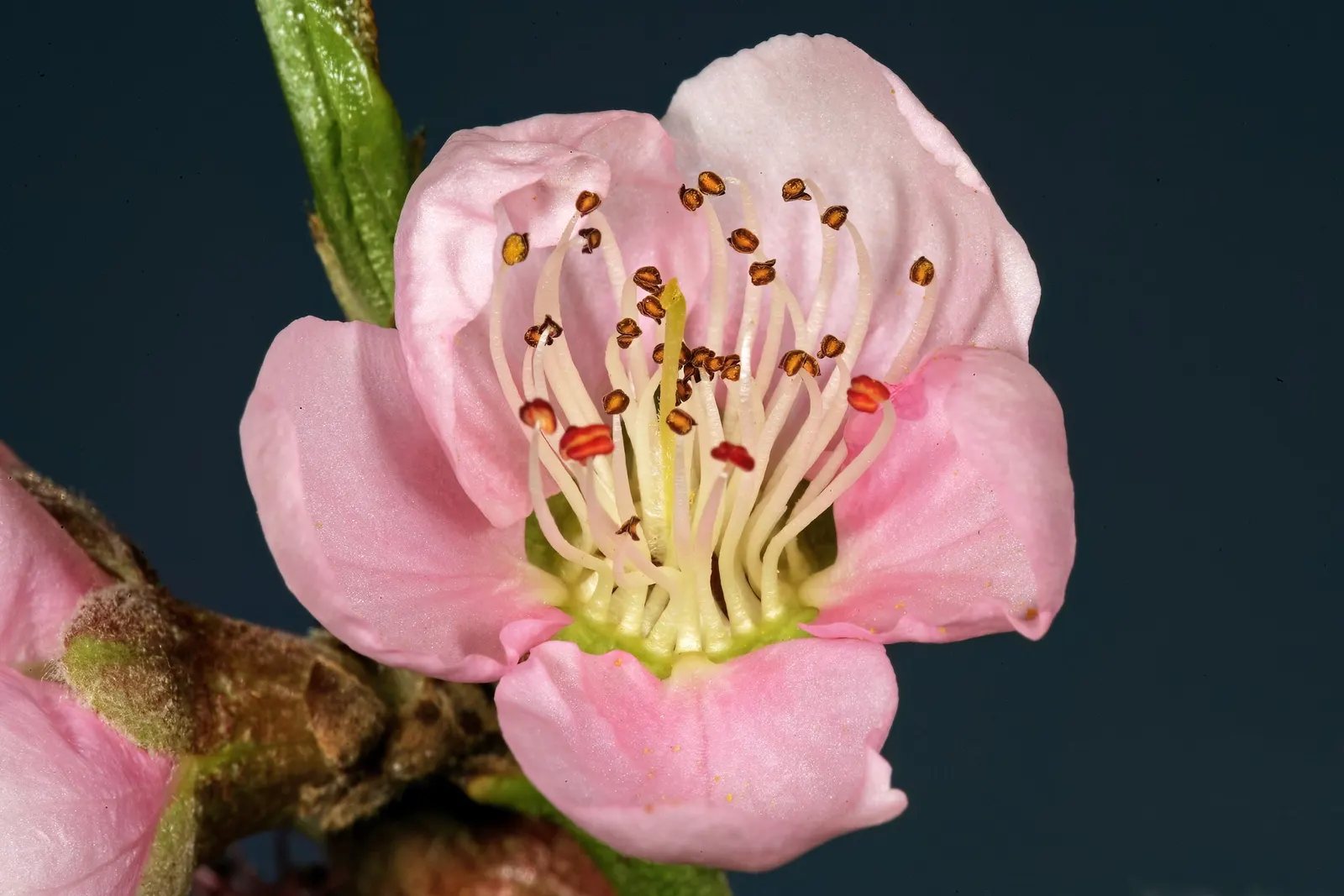 Edible Peach (Prunus Persica) — lush silhouette in the landscape.<br><br>The leaves of the peach tree are lanceolate; with lengths of 3 to 6 inches and a width