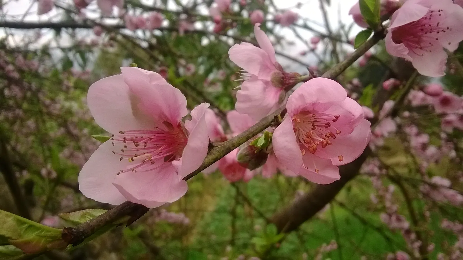 Edible Peach (Prunus Persica) — unfolding in a vibrant green that transitions to a rich