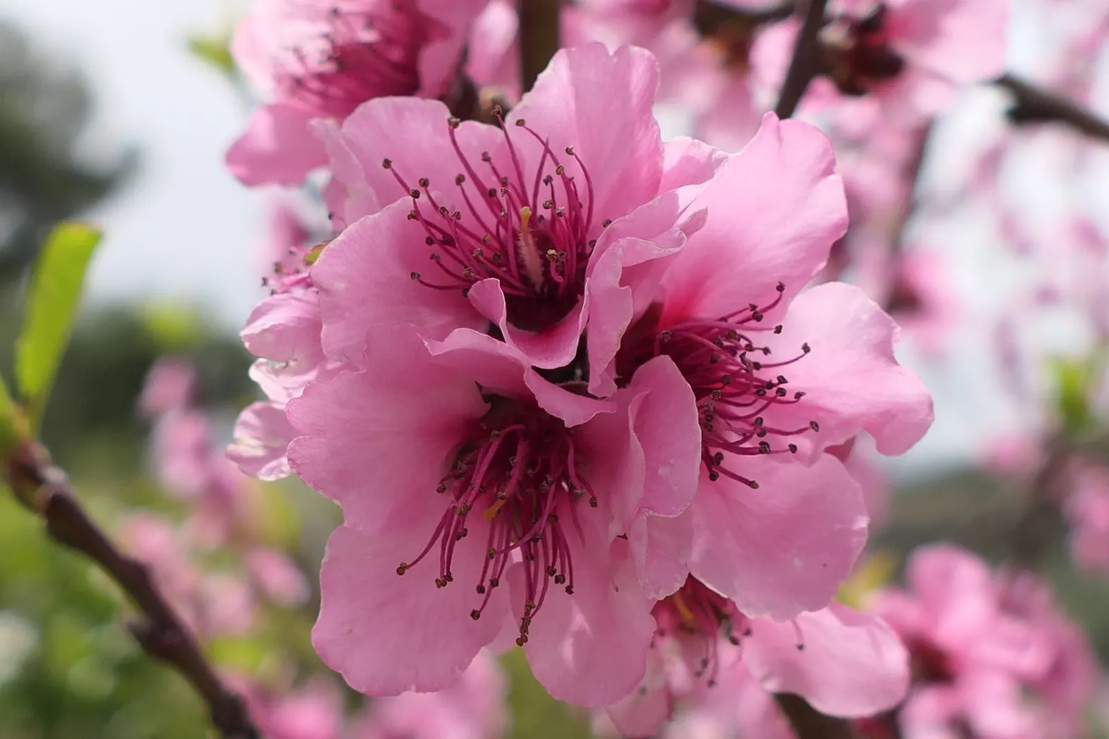 Edible Peach (Prunus Persica) — The tree demands a sunny position; tree for full, image 83