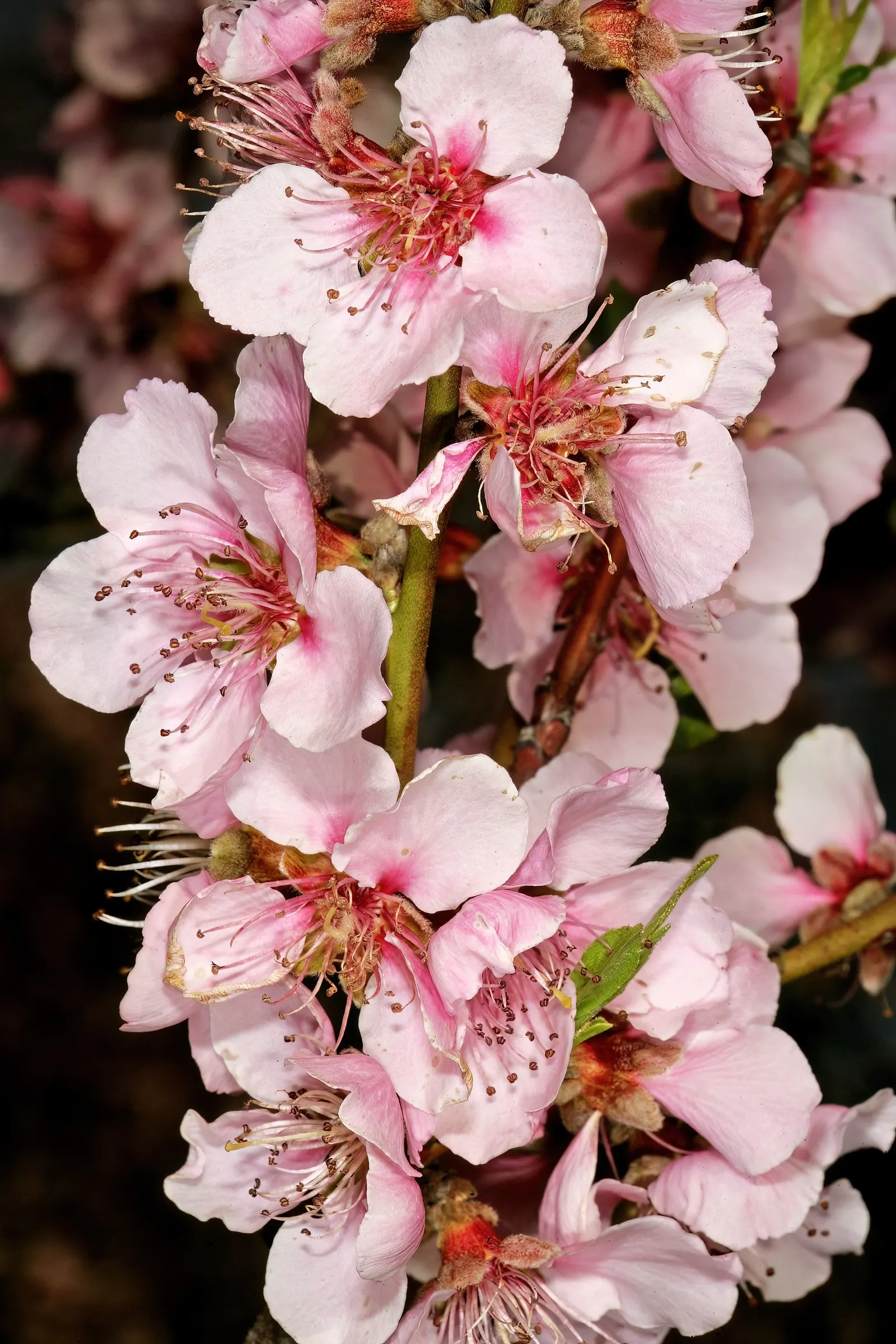 Edible Peach (Prunus Persica) — Each peach fruit can measure from 2.5 to 3 inches in diameter and is recognized by its fuzzy skin; especially during fruit