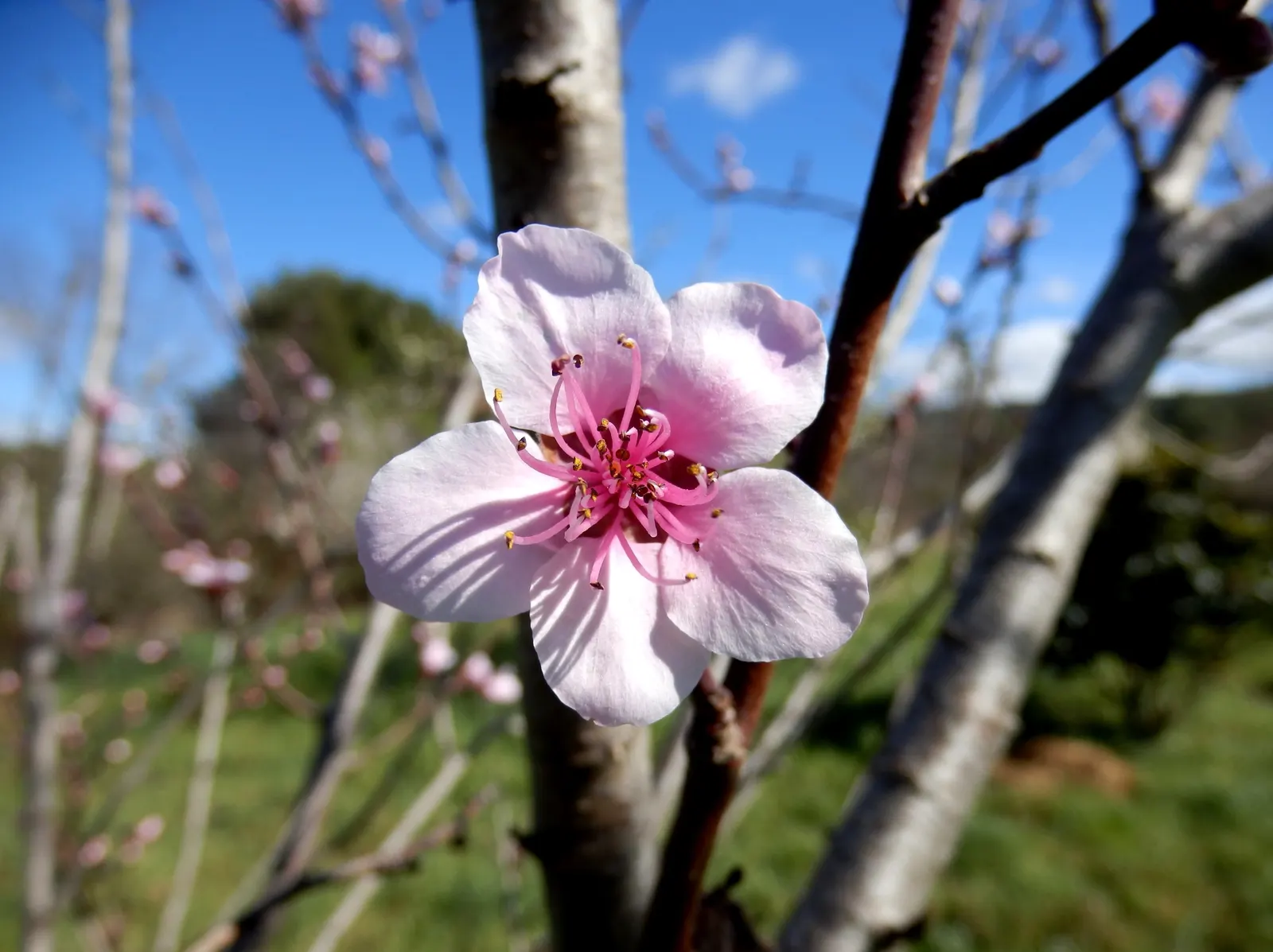 Edible Peach (Prunus Persica) — It thrives in full sun and well-drained soil within USDA zones 5-9