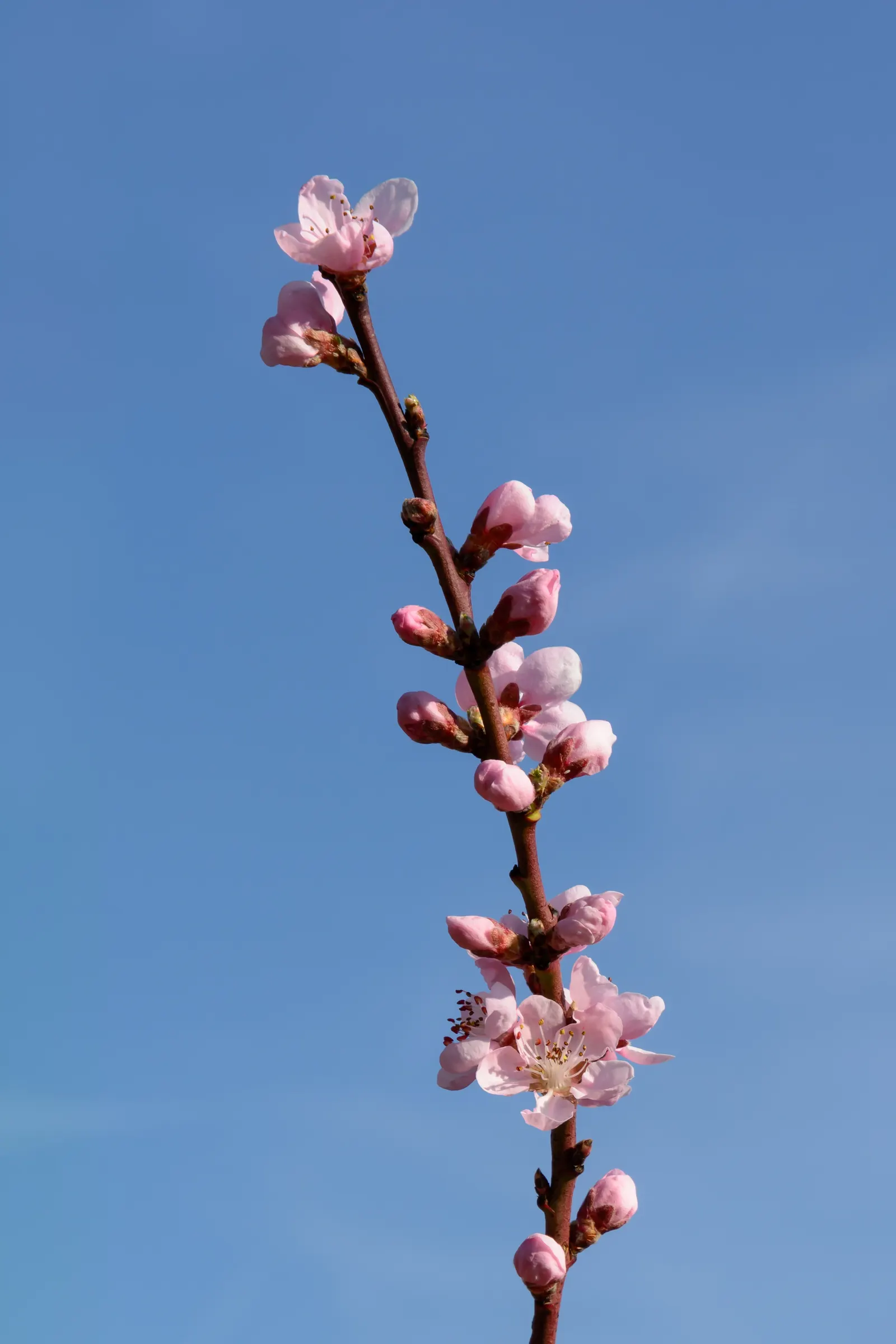 Edible Peach (Prunus Persica) — proper maintenance is required