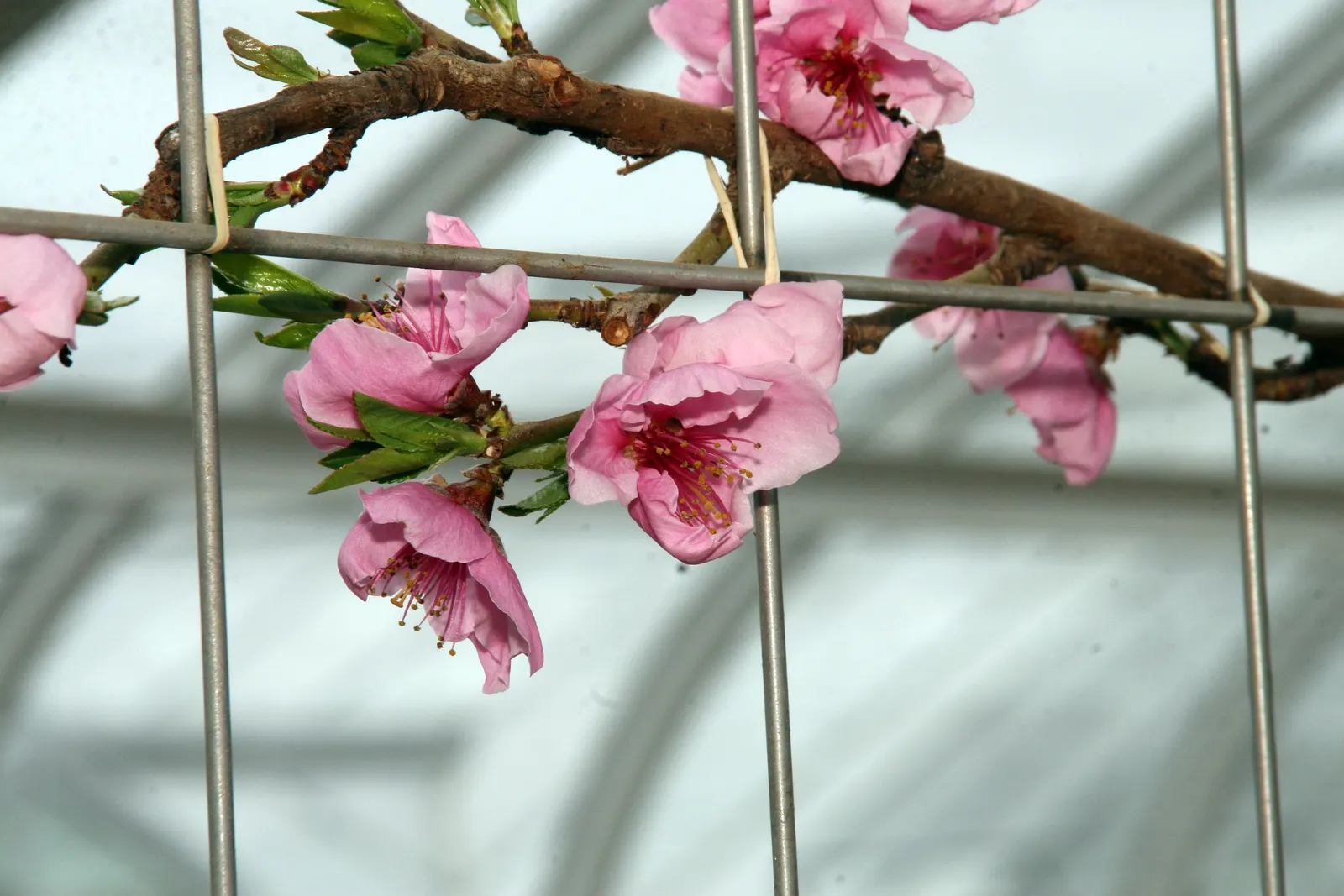 Edible Peach (Prunus Persica) — These flowers are not only ornamental but also signal the subsequent growth of the delectable peaches