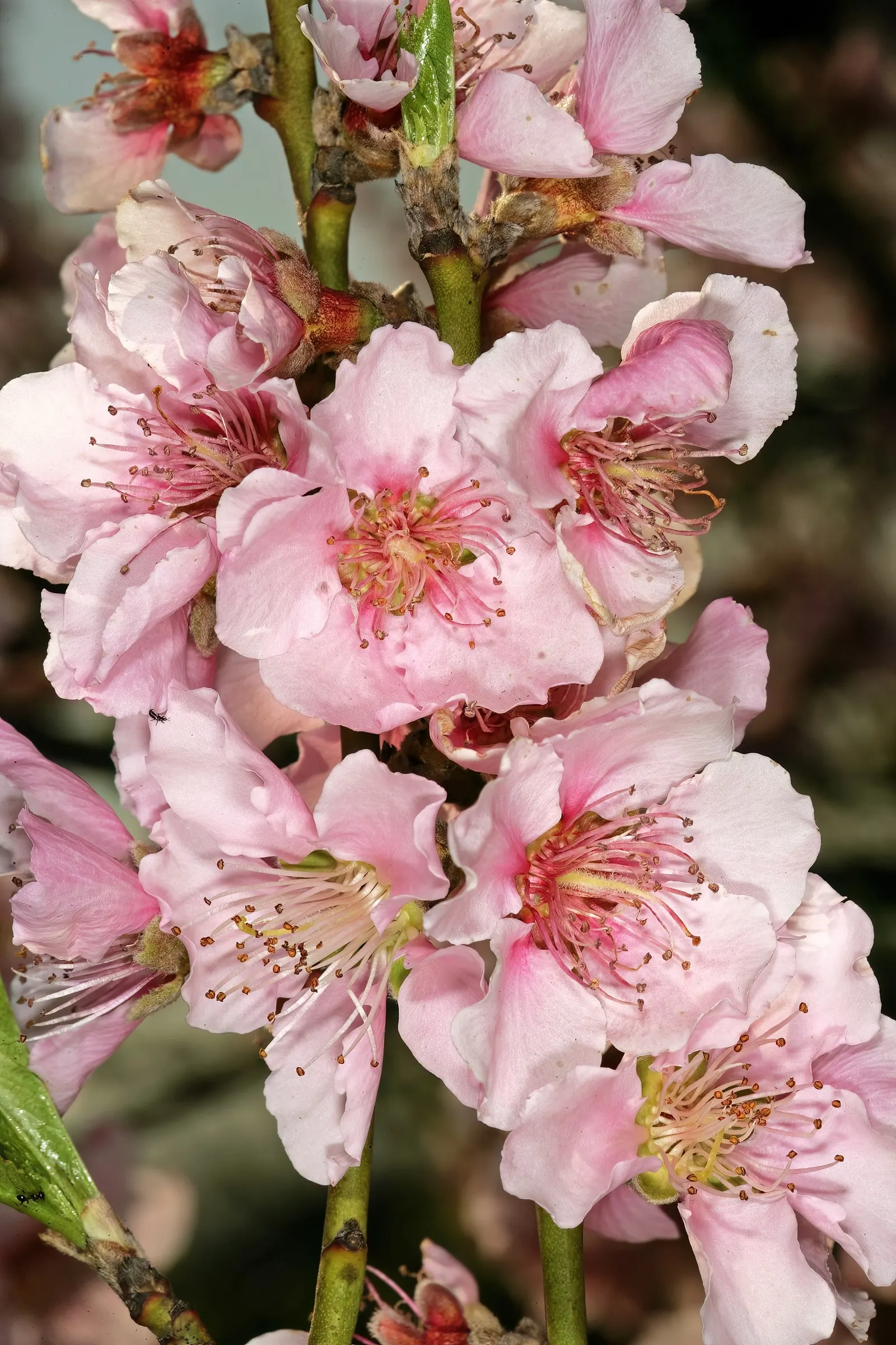 Edible Peach (Prunus Persica) — lush silhouette in the landscape.<br><br>The leaves of the peach tree are lanceolate; with lengths of 3 to 6 inches, image 80