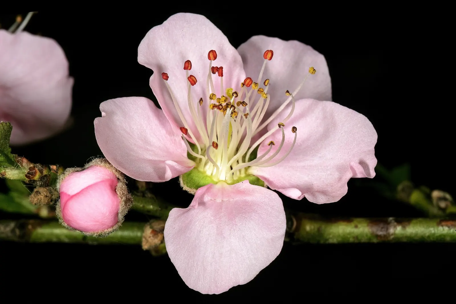 Edible Peach (Prunus Persica) — as well as regular watering; depending on the cultivar