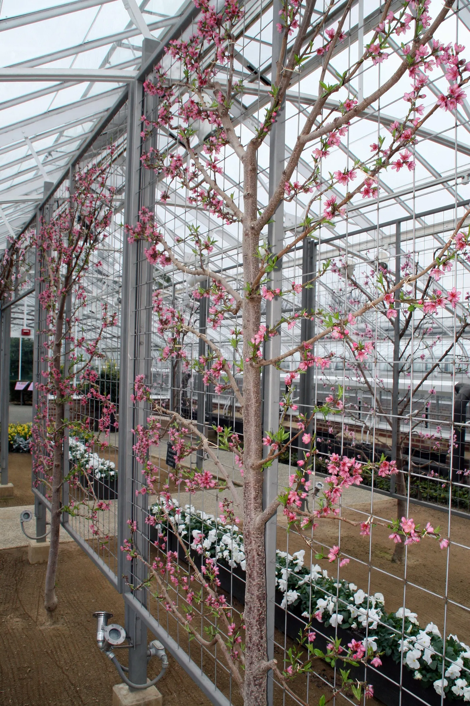 Edible Peach (Prunus Persica) — which reach maturity in late summer to early fall