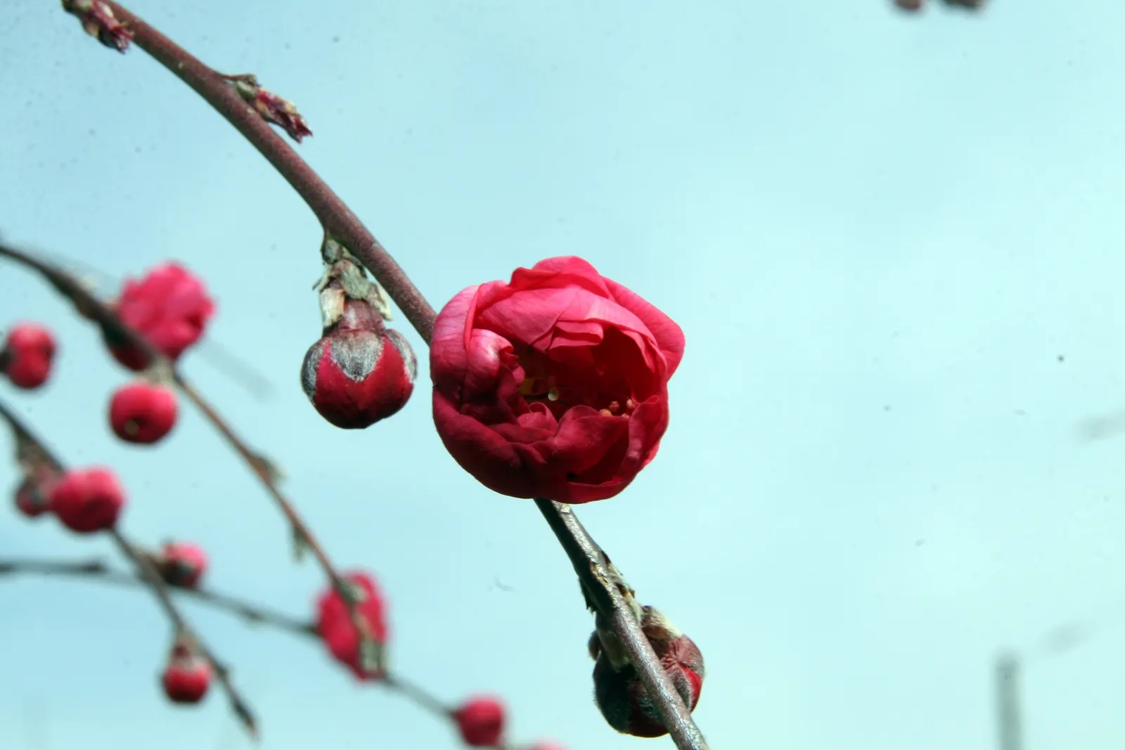 Edible Peach (Prunus Persica) — this tree typically reaches 15 to 25 feet in height and broadens to a canopy spread of similar dimensions