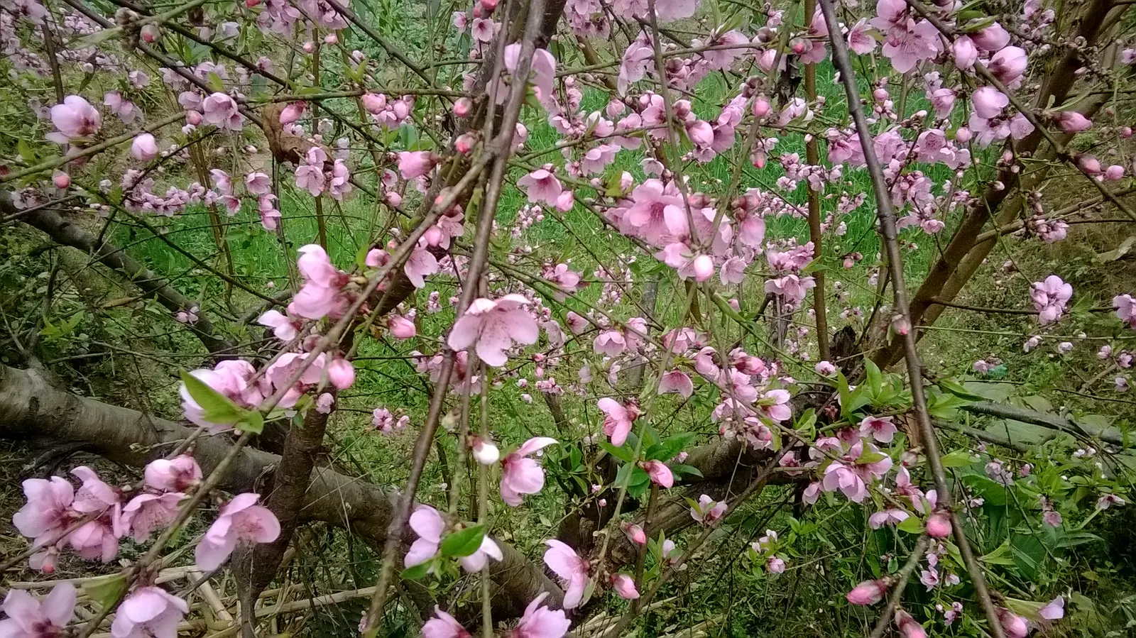 Edible Peach (Prunus Persica) — Native to China but widely cultivated in temperate zones