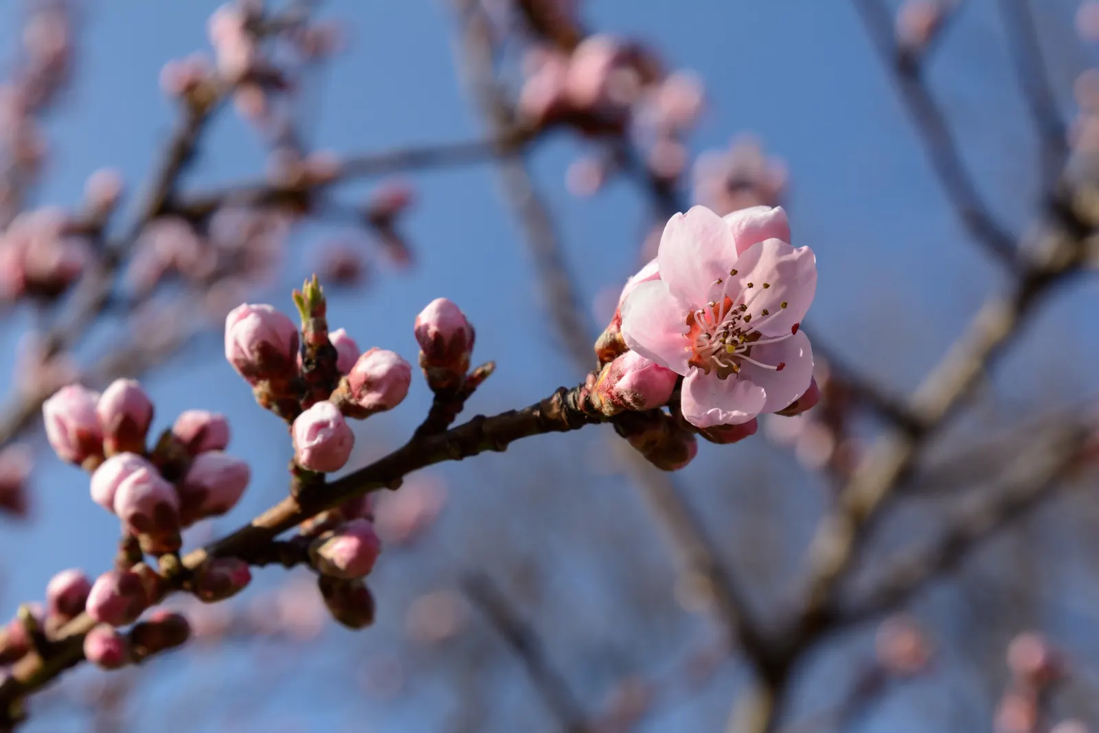 Edible Peach (Prunus Persica) — It also requires well-drained; unfolding in a vibrant green that transitions to a rich