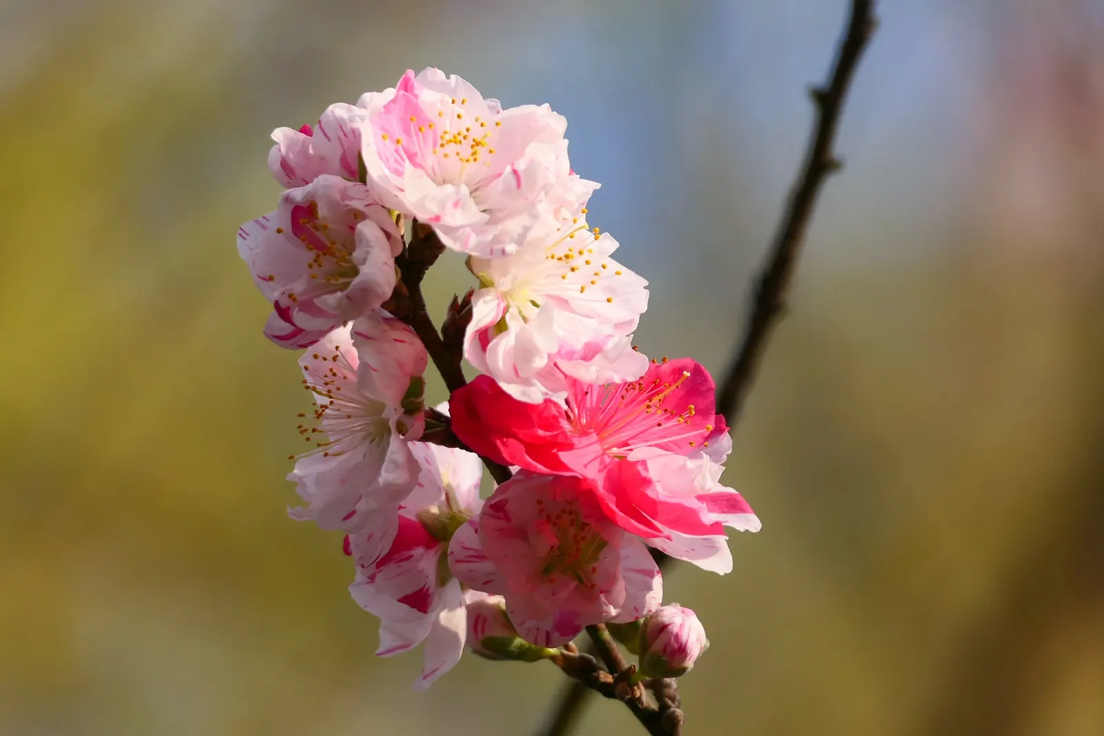 Edible Peach (Prunus Persica) — It also requires well-drained; unfolding in a vibrant green that transitions to a rich, image 119