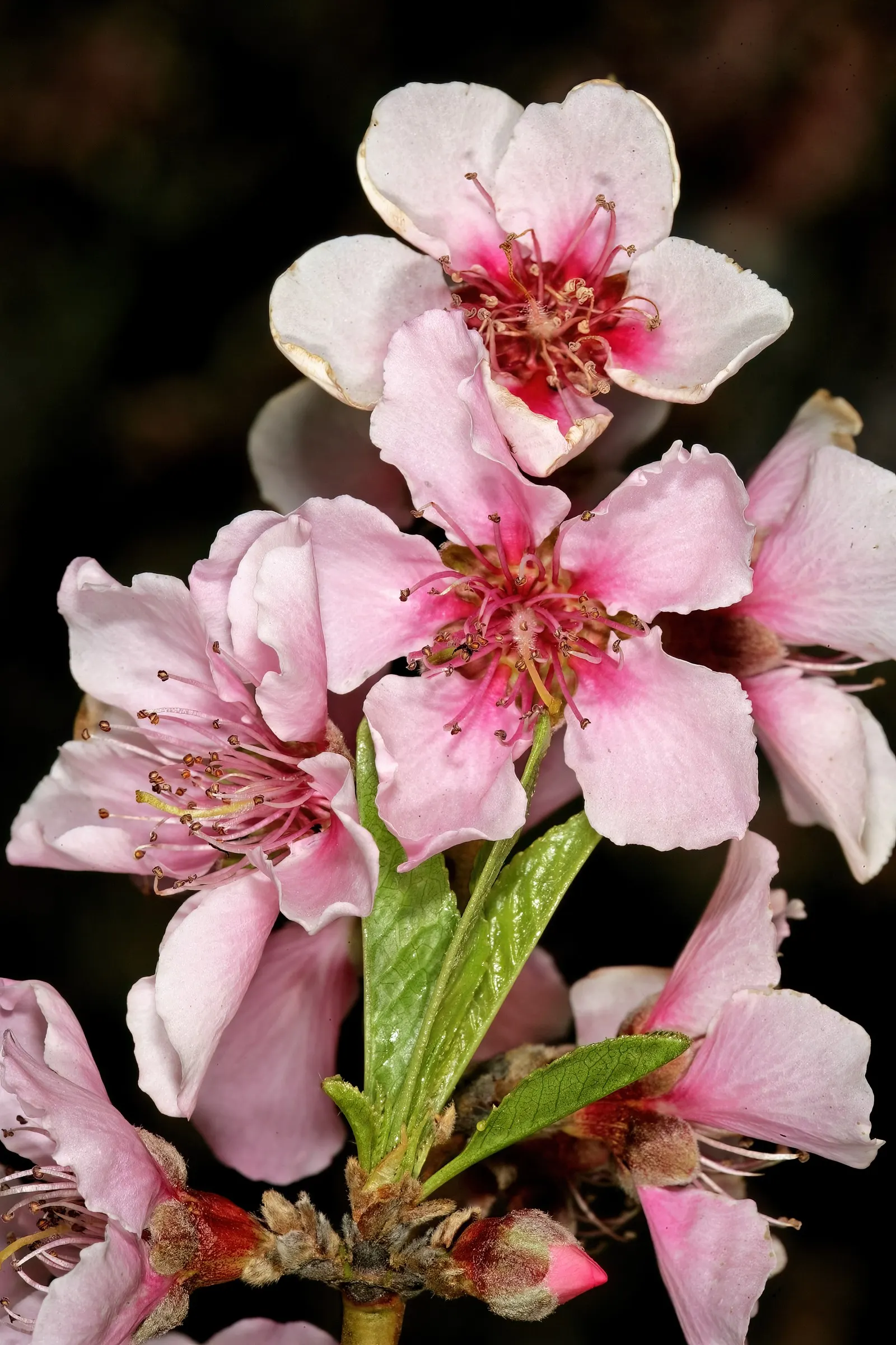 Edible Peach (Prunus Persica) — unfolding in a vibrant green that transitions to a rich; including annual pruning for shape, image 82