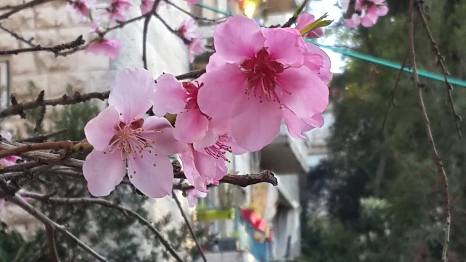Edible Peach (Prunus Persica) — depending on the cultivar
