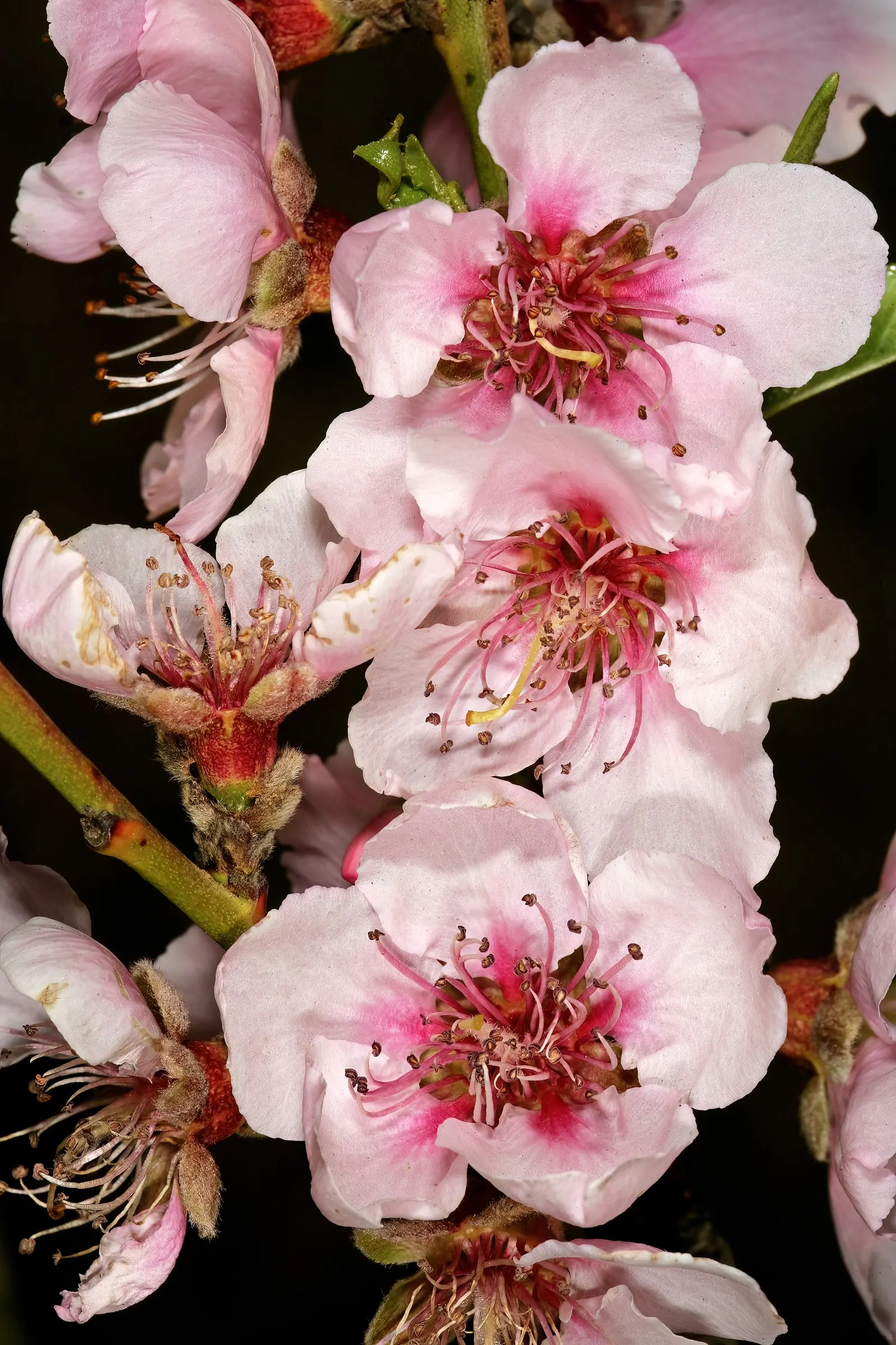 Edible Peach (Prunus Persica) — It also requires well-drained; unfolding in a vibrant green that transitions to a rich, image 85