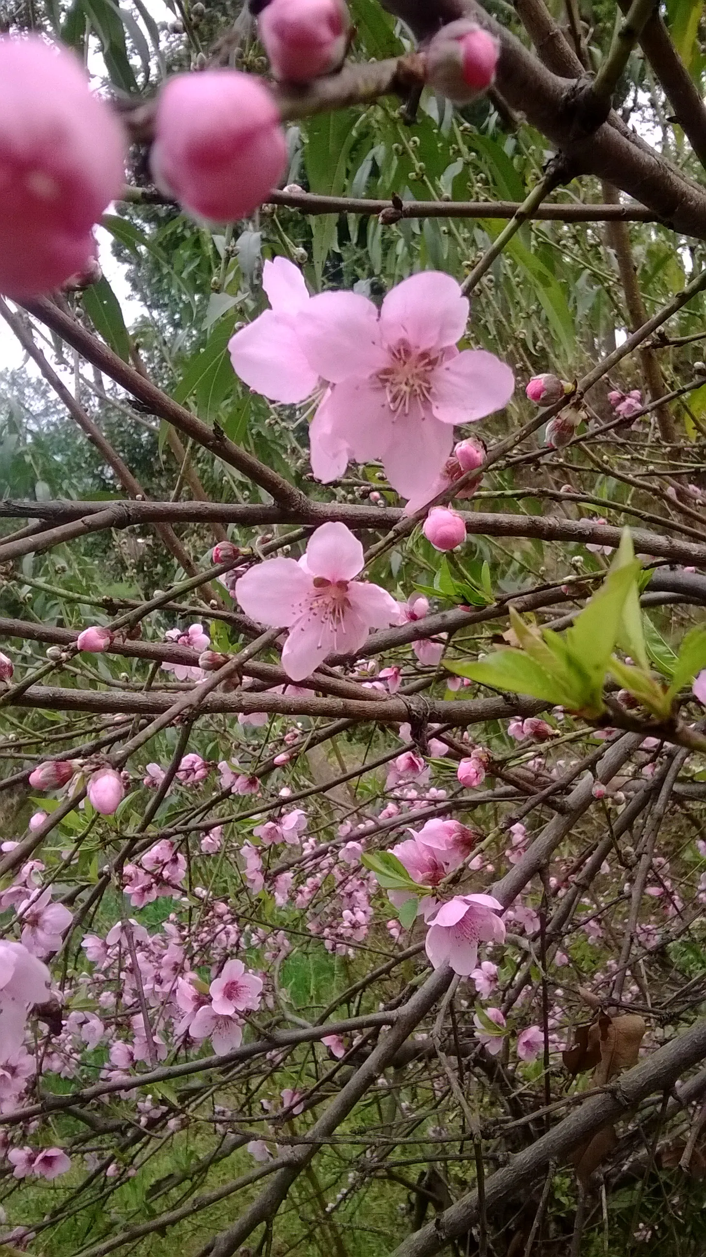 Edible Peach (Prunus Persica) — the peach tree boasts an array of pink to white flowers; as well as regular watering, image 121