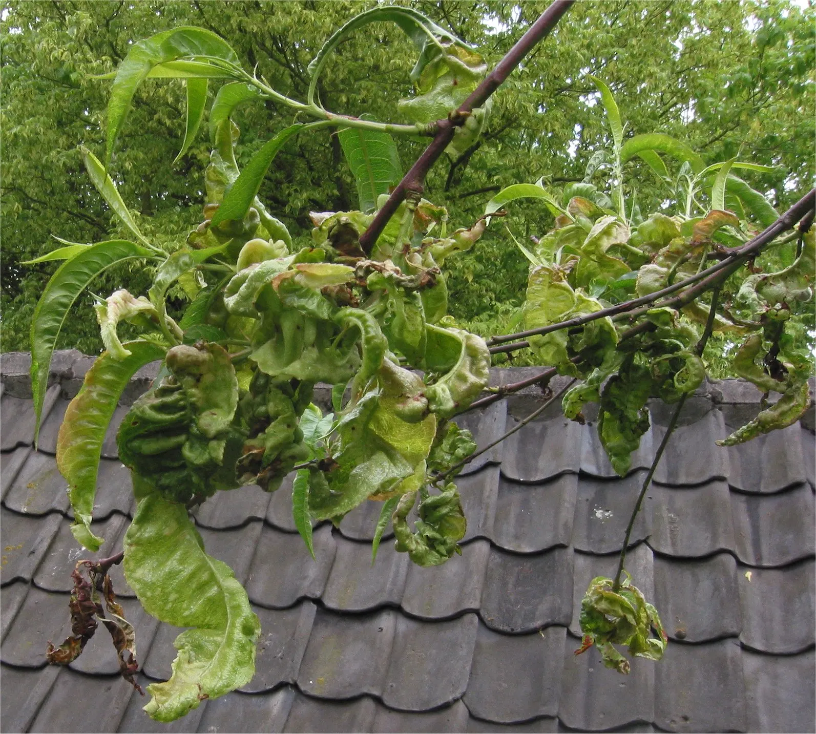 Edible Peach (Prunus Persica) — with at least six hours of direct sunlight to thrive and produce high-quality fruit