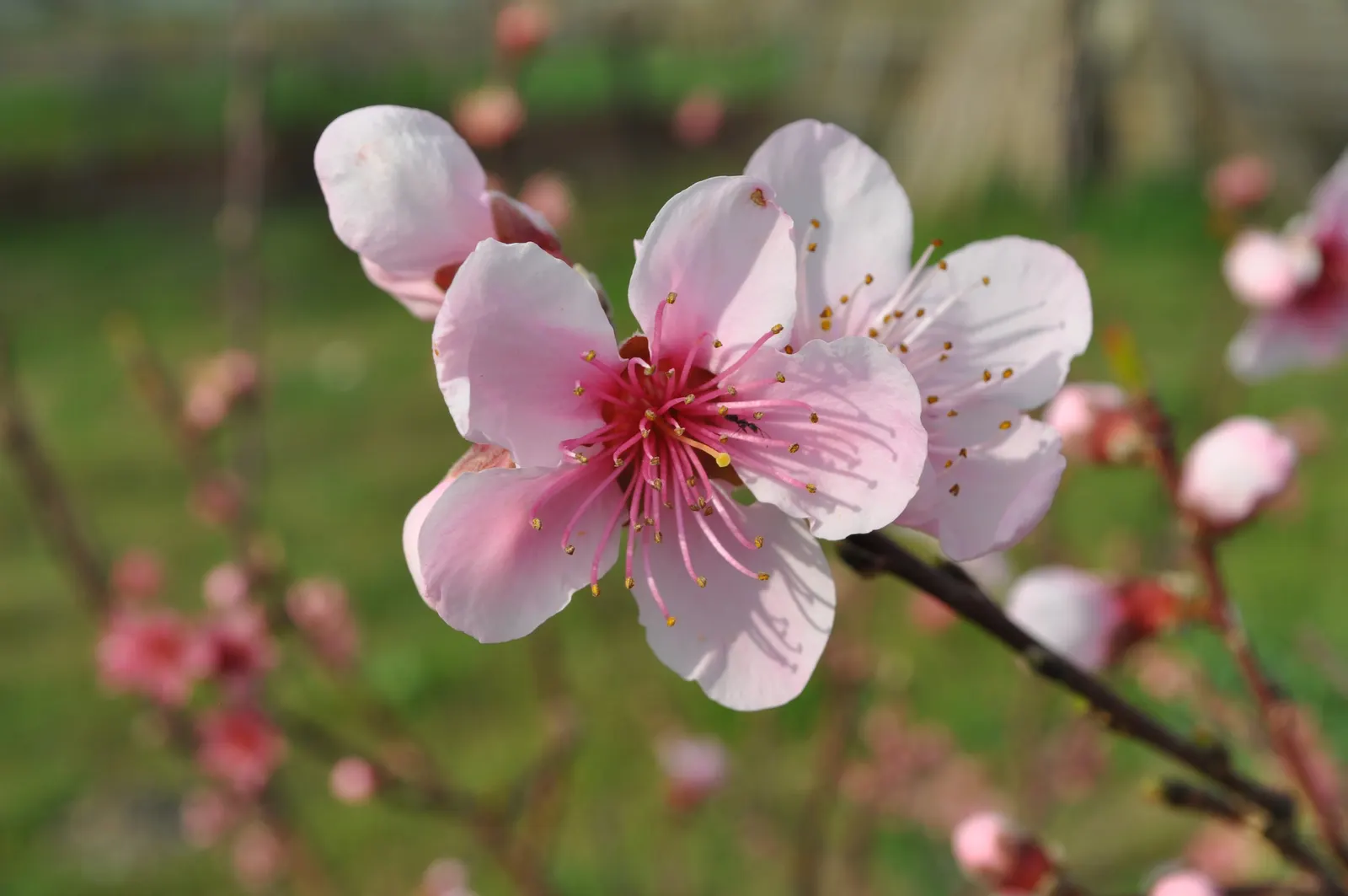 Edible Peach (Prunus Persica) — The tree demands a sunny position; tree for full, image 117