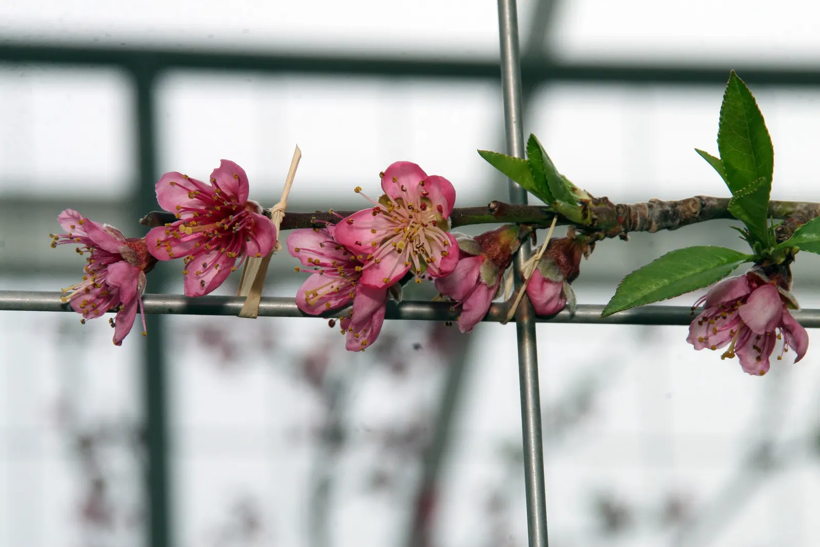 Edible Peach (Prunus Persica) — It also requires well-drained