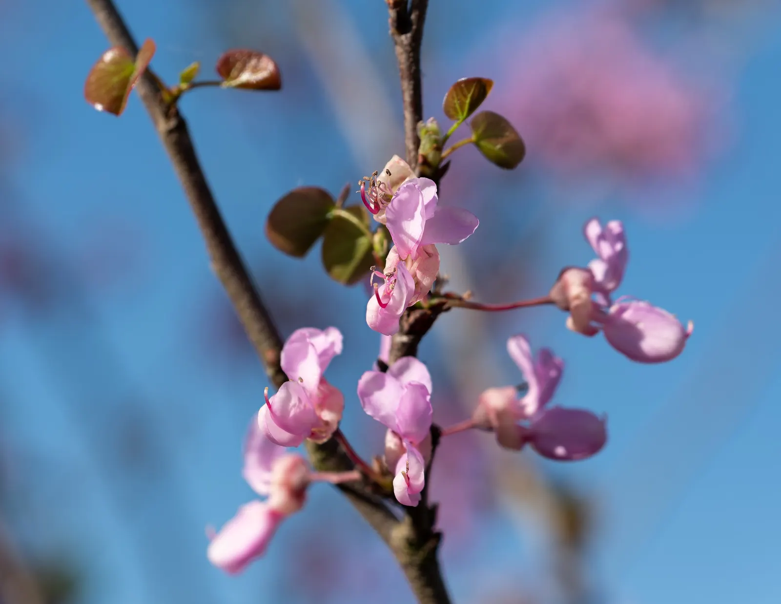 Edible Peach (Prunus Persica) — These flowers are not only ornamental but also signal the subsequent growth of the delectable peaches; commonly, image 123