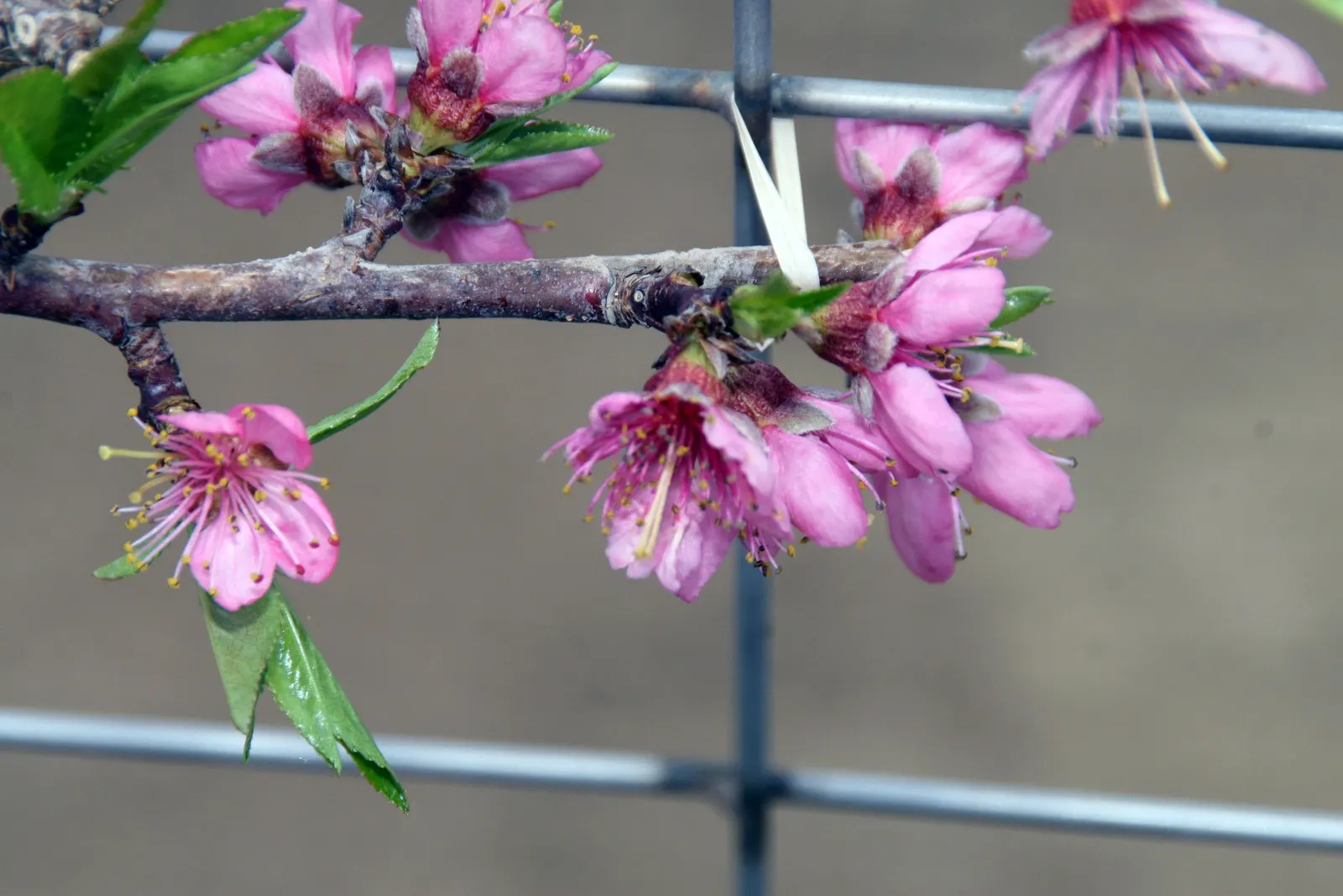 Edible Peach (Prunus Persica) — with each velvety blossom measuring approximately one inch in diameter