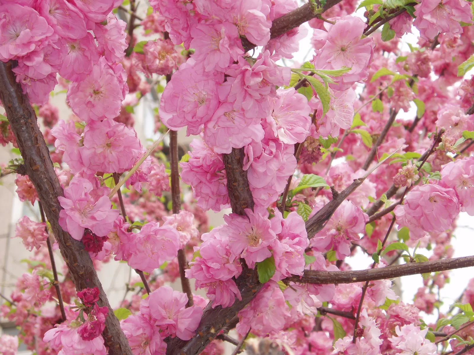 Edible Peach (Prunus Persica) — is a deciduous tree prized for its luscious fruits and early-spring blossoms; proper maintenance is required, image 77