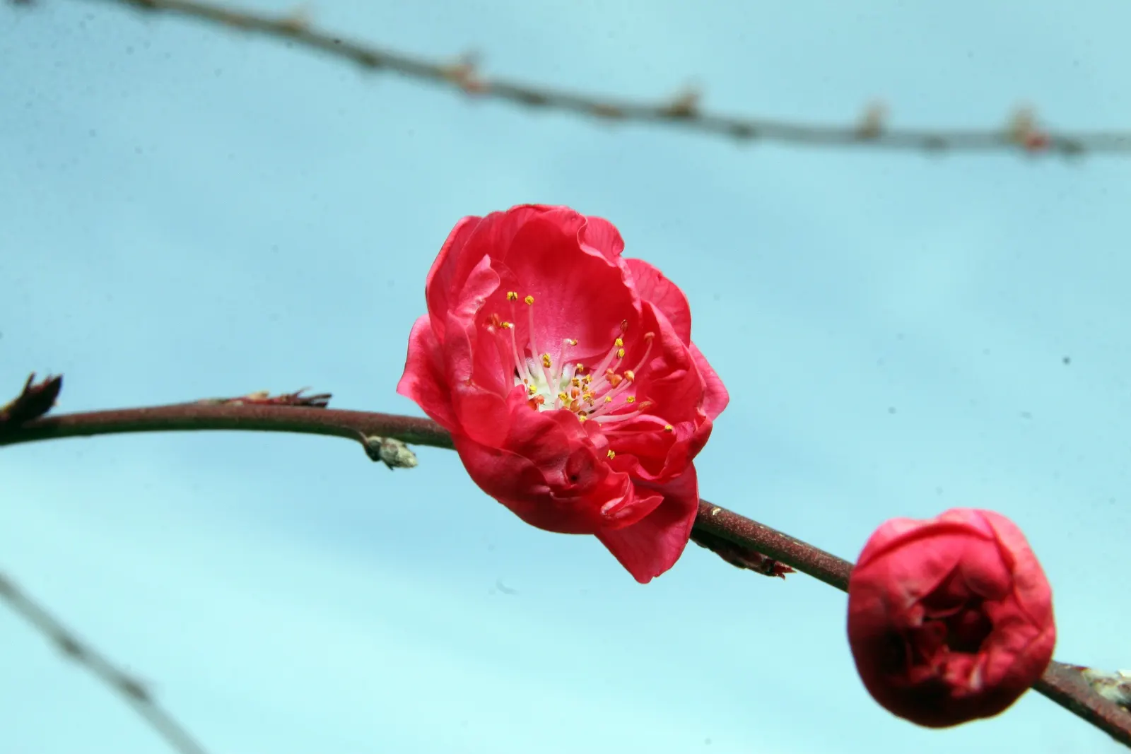 Edible Peach (Prunus Persica) — commonly known as the Peach Tree