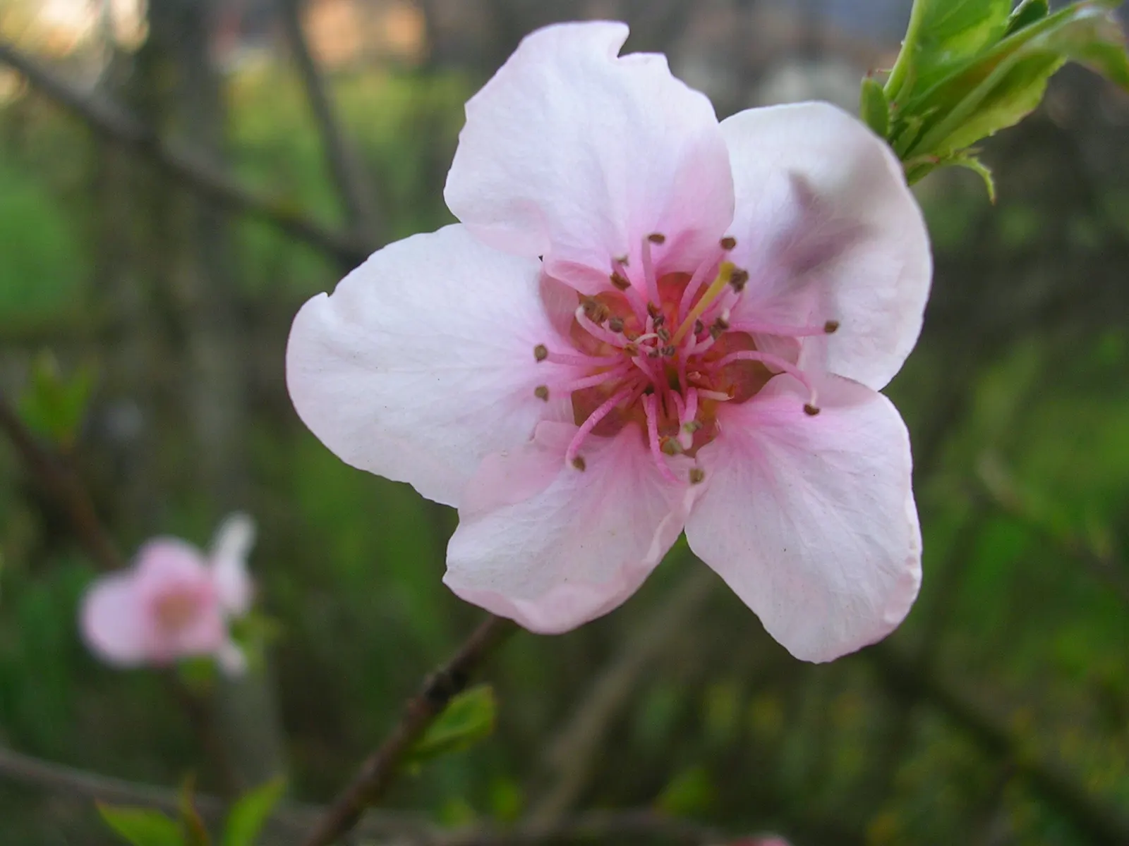 Edible Peach (Prunus Persica) — with lengths of 3 to 6 inches and a width of about 1 inch