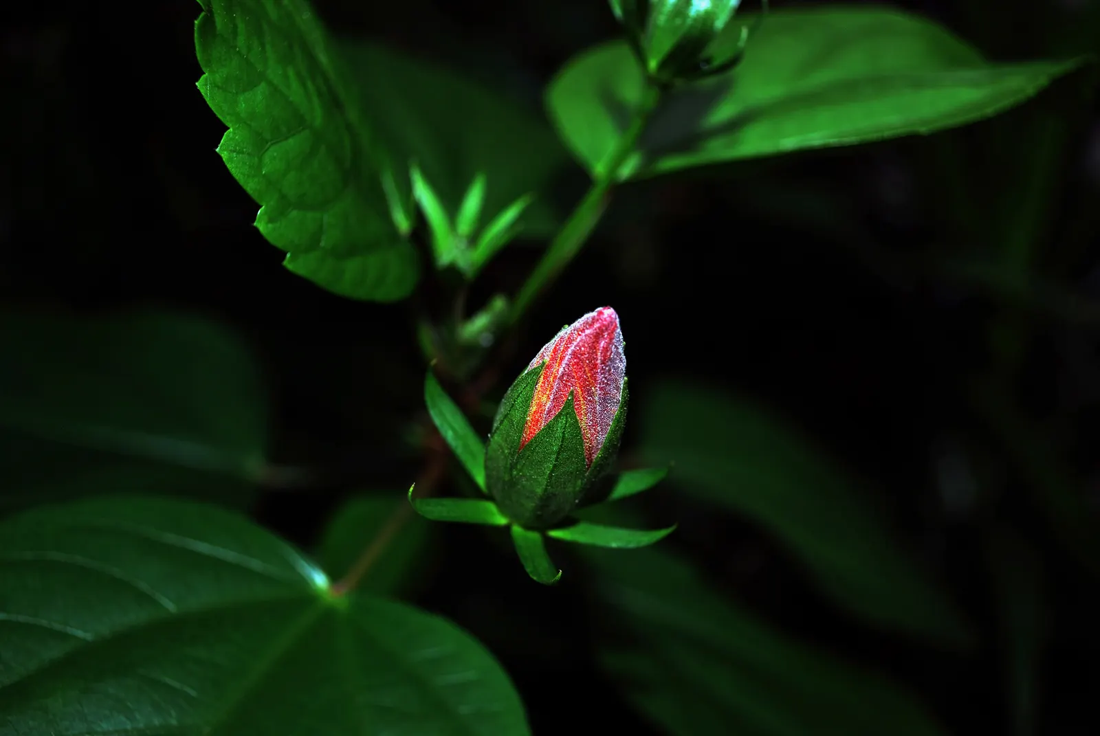 Edible Peach (Prunus Persica) — and sweet flavor.<br><br>To ensure a bountiful harvest; is a deciduous species famed for its delightful spring, image 127