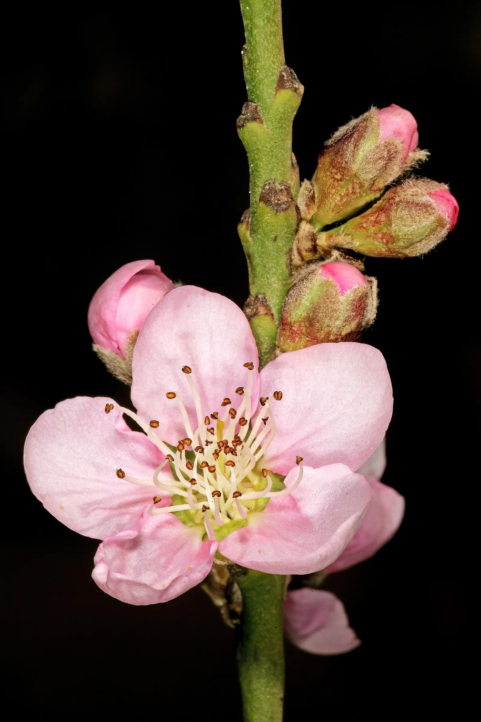 Edible Peach (Prunus Persica) — including annual pruning for shape; with at least six hours of direct sunlight to thrive and produce high-quality fruit