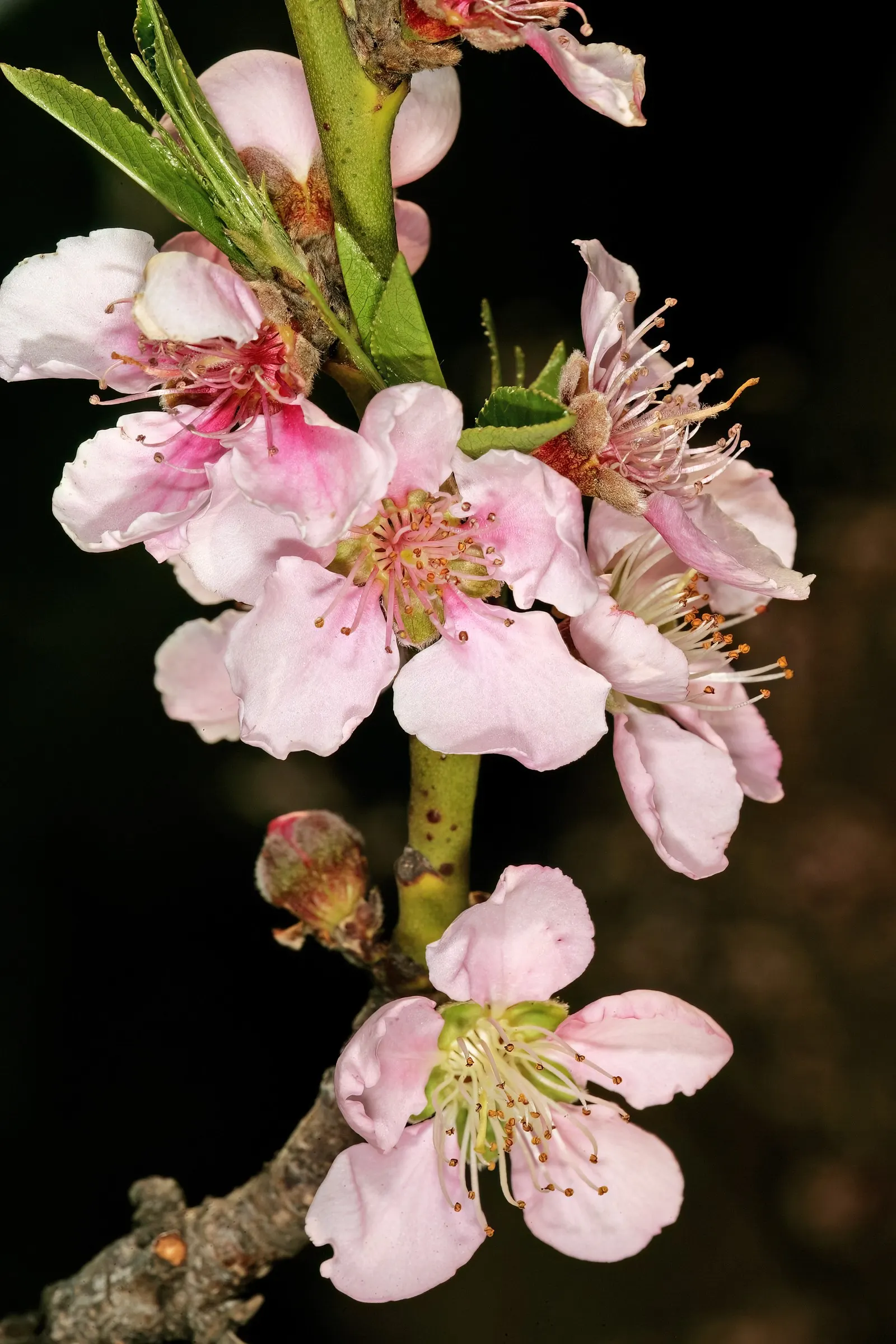Edible Peach (Prunus Persica) — unfolding in a vibrant green that transitions to a rich; including annual pruning for shape