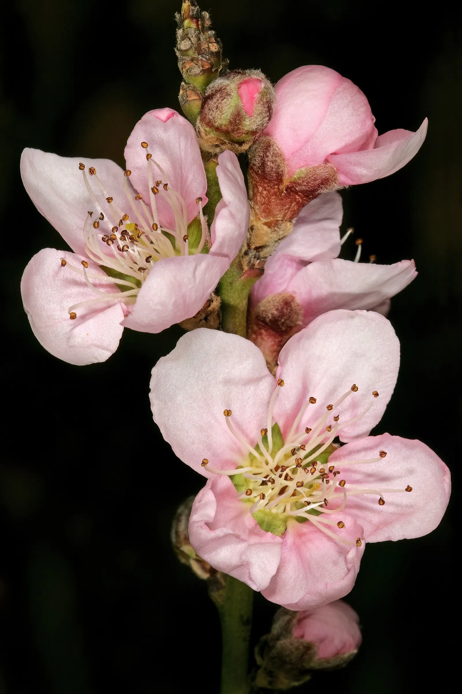 Edible Peach (Prunus Persica) — as well as regular watering