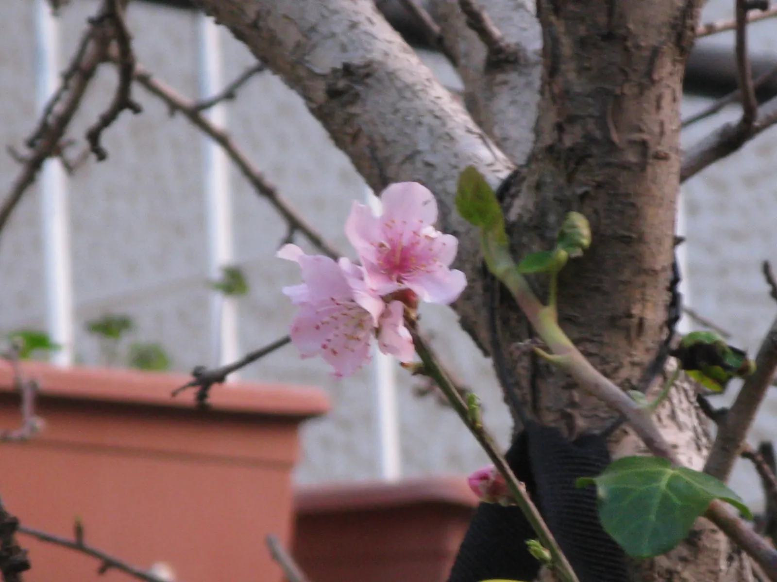 Edible Peach (Prunus Persica) — Each peach fruit can measure from 2.5 to 3 inches in diameter and is recognized by its fuzzy skin; especially, image 92