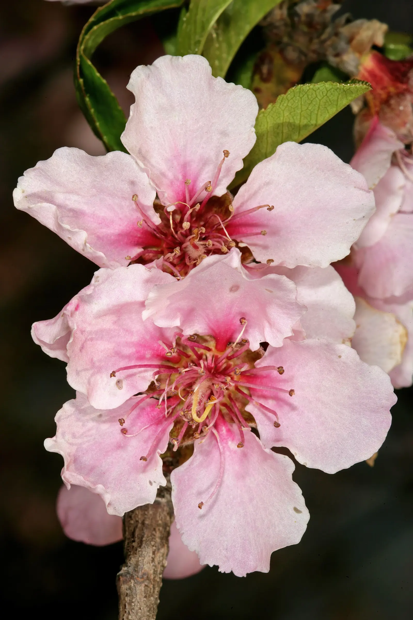 Edible Peach (Prunus Persica) — with lengths of 3 to 6 inches and a width of about 1 inch; with each velvety blossom measuring approximately one, image 81