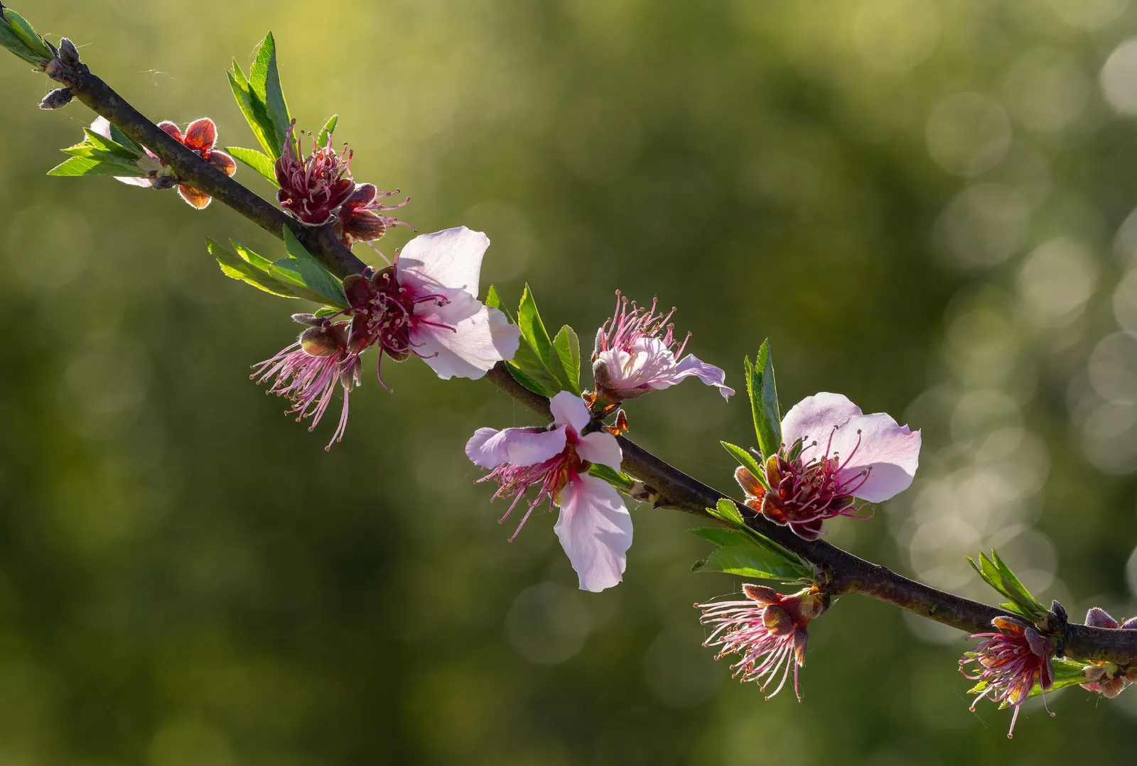 Edible Peach (Prunus Persica) — the peach tree boasts an array of pink to white flowers
