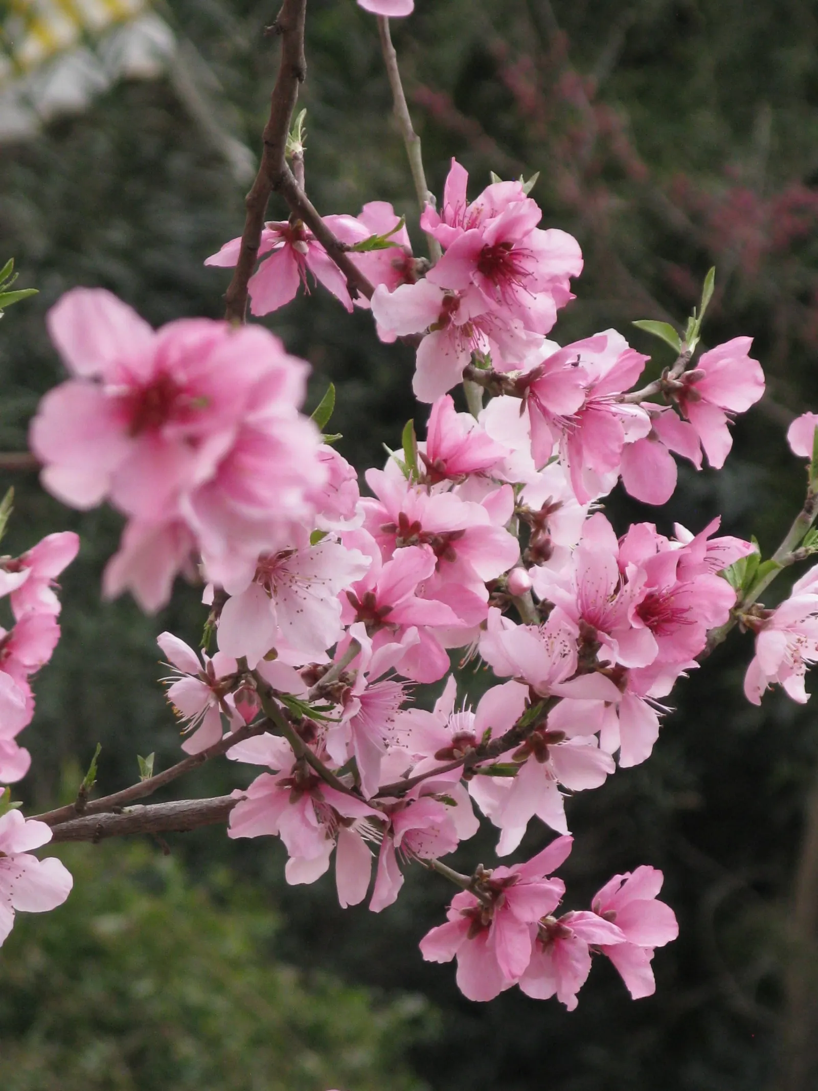 Edible Peach (Prunus Persica) — with at least six hours of direct sunlight to thrive and produce high-quality fruit; to ensure a bountiful harvest, image 118