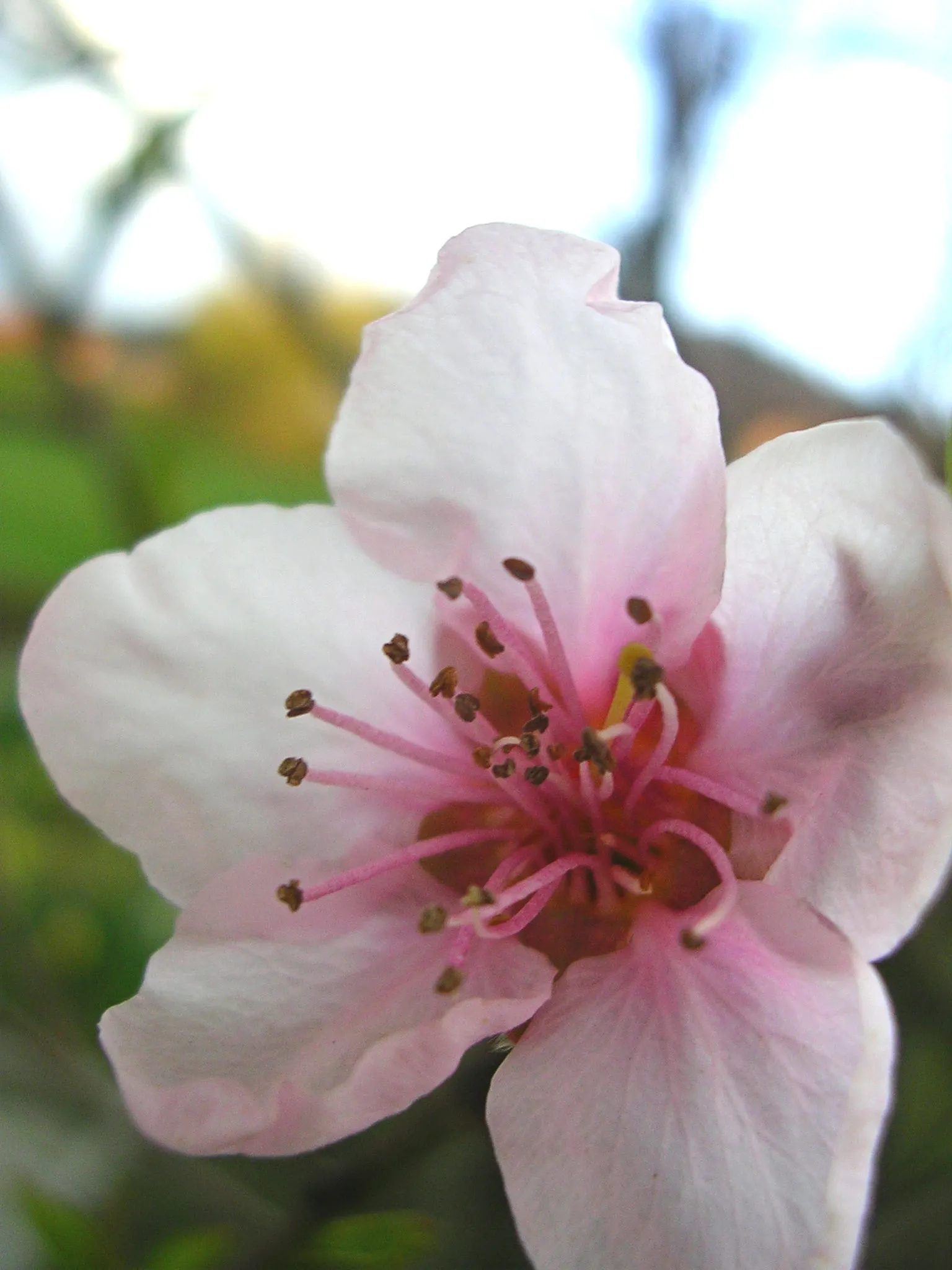 Edible Peach (Prunus Persica) — with a pH range of 6 to 7 for optimal growth.<br><br>Blossoming in early spring before the leaves emerge