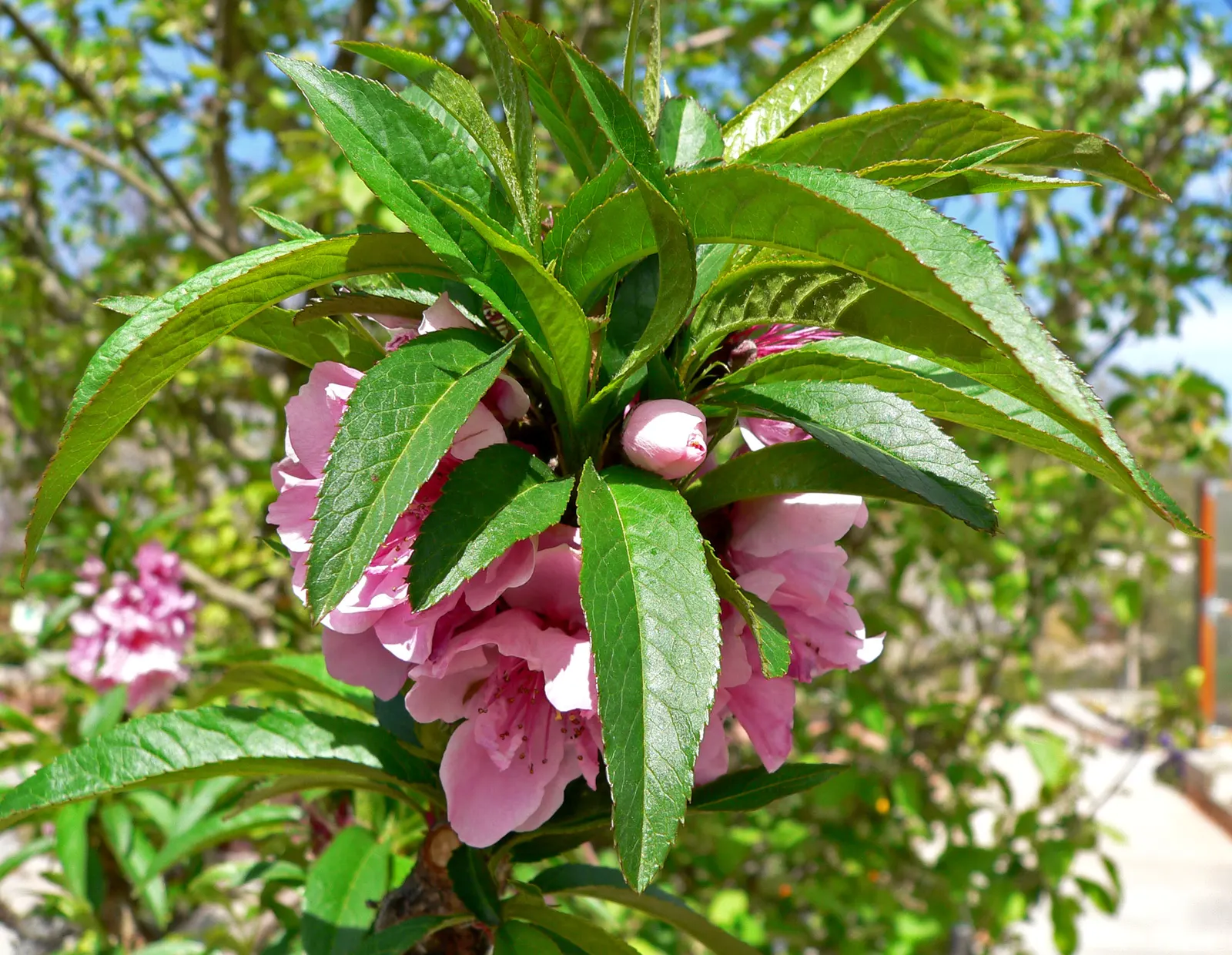 Edible Peach (Prunus Persica) — is a deciduous species famed for its delightful spring blossoms and succulent summer fruits