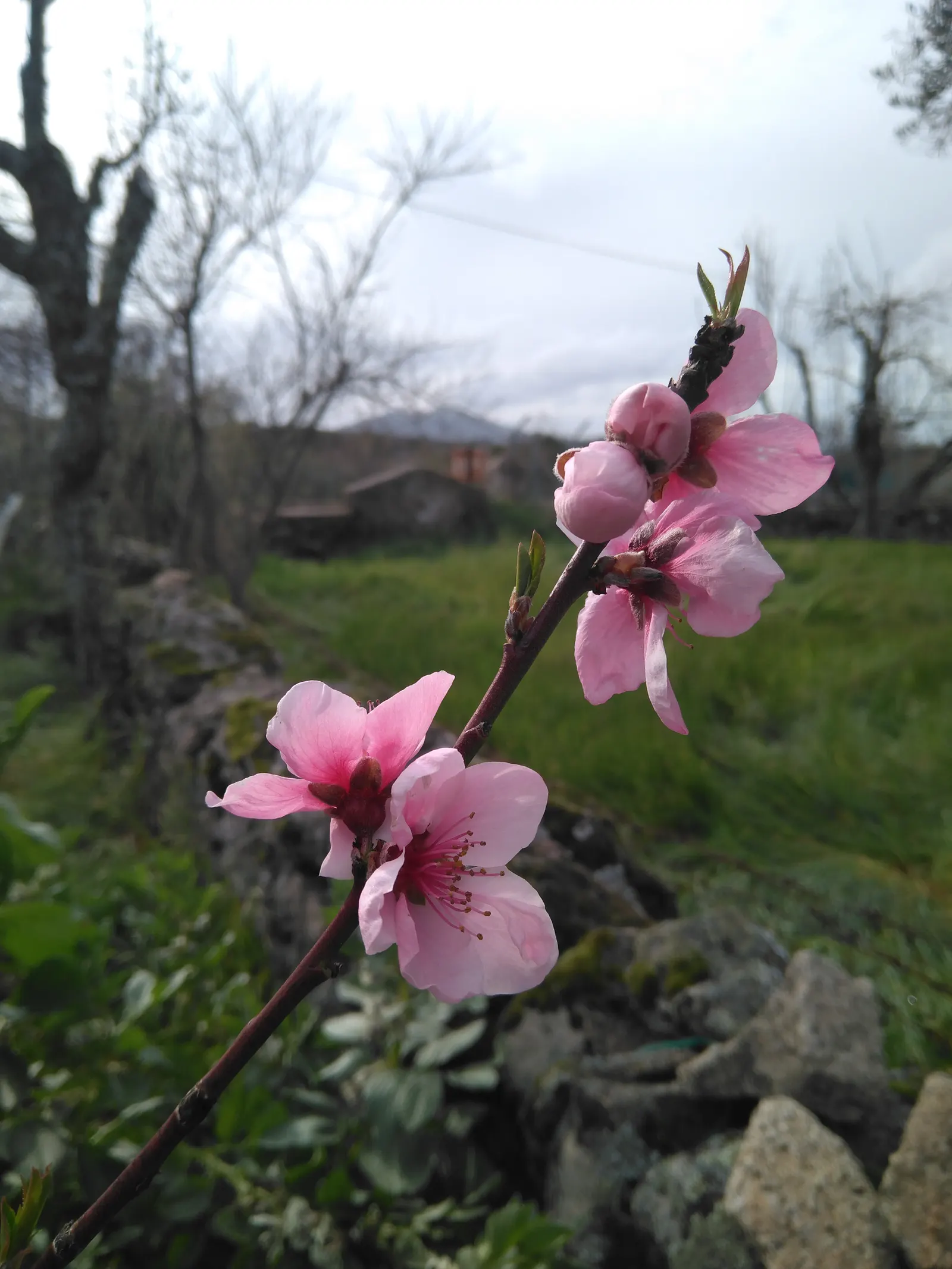 Edible Peach (Prunus Persica) — commonly known as the Edible Peach