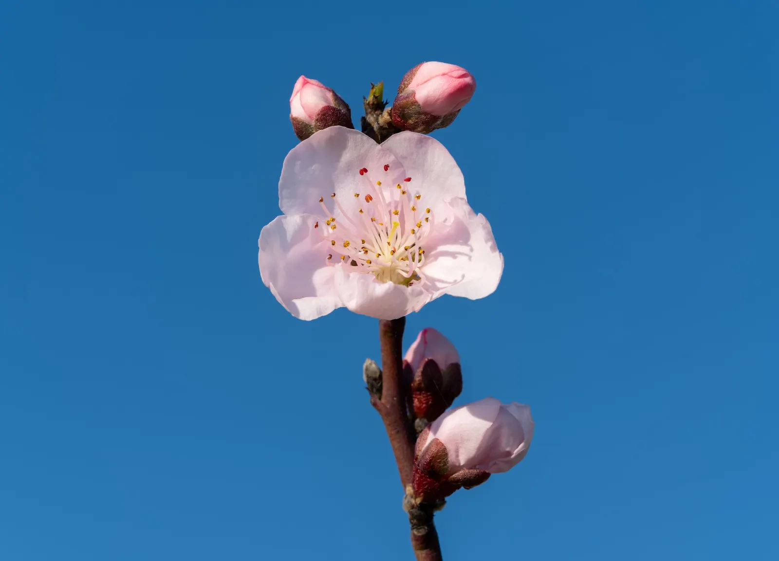 Edible Peach (Prunus Persica) — with each velvety blossom measuring approximately one inch in diameter; commonly known as the Peach Tree, image 122