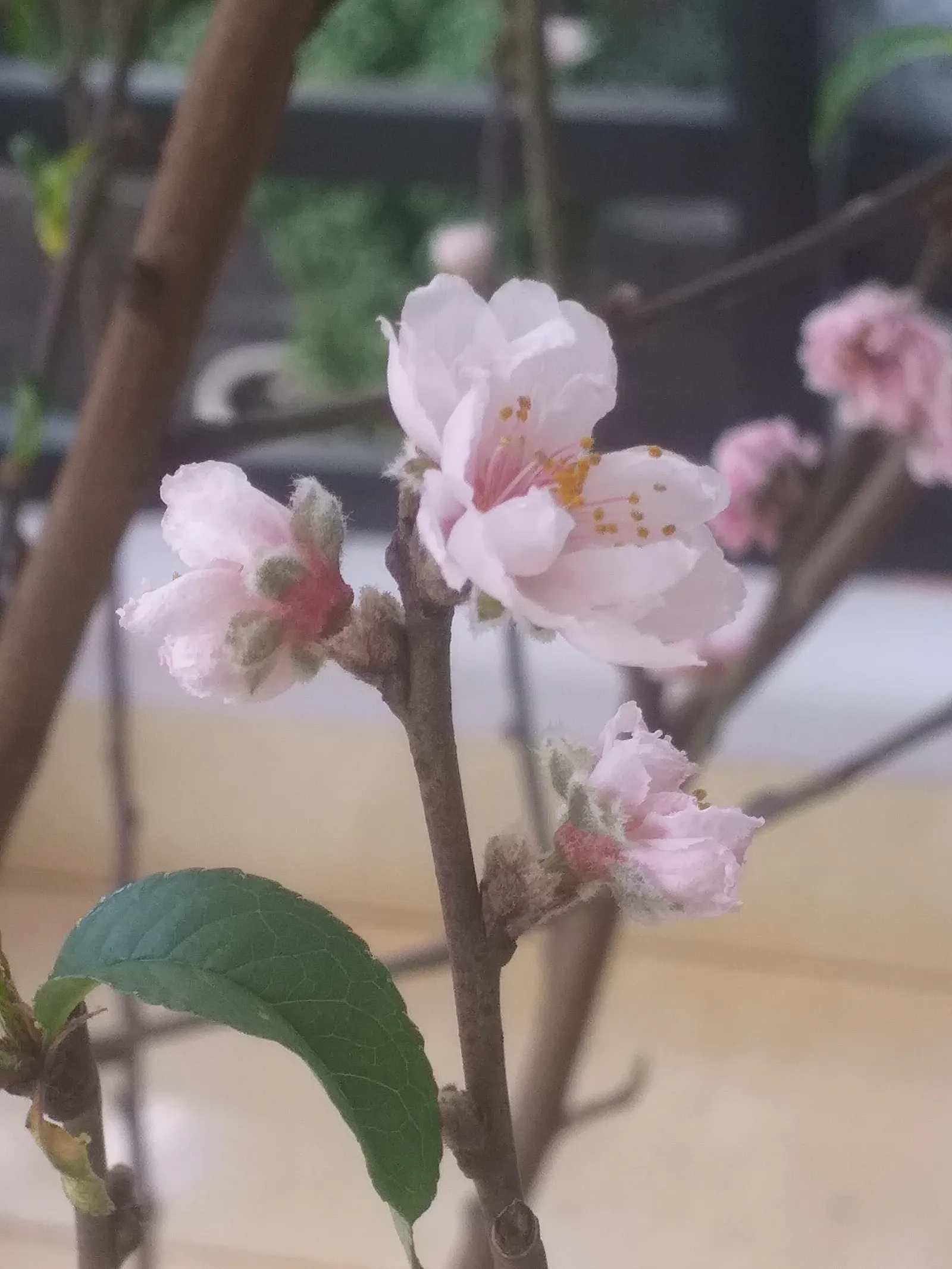 Edible Peach (Prunus Persica) — including regular pruning and pest management