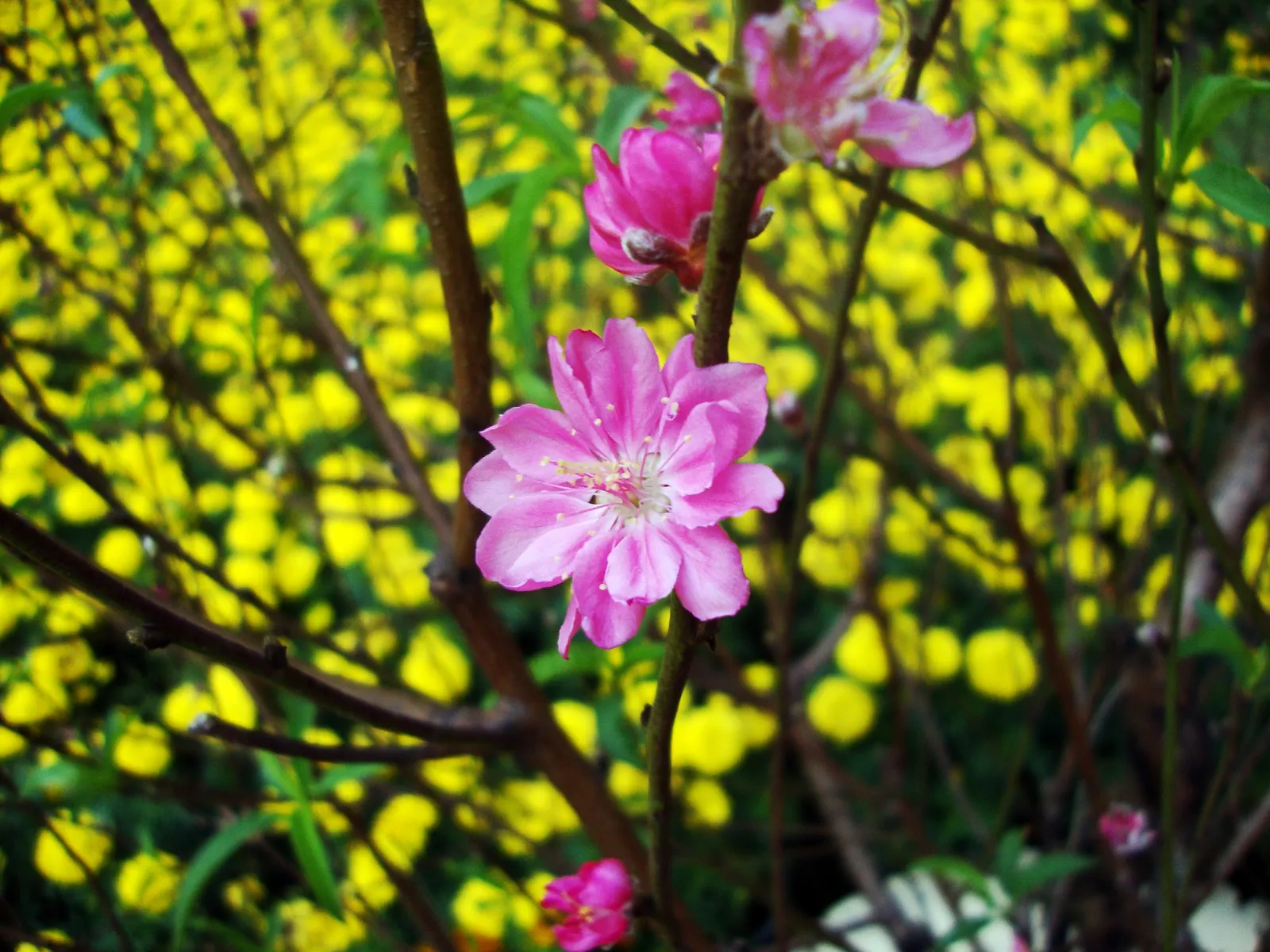 Edible Peach (Prunus Persica) — to ensure a bountiful harvest of 2.5-3 inch diameter