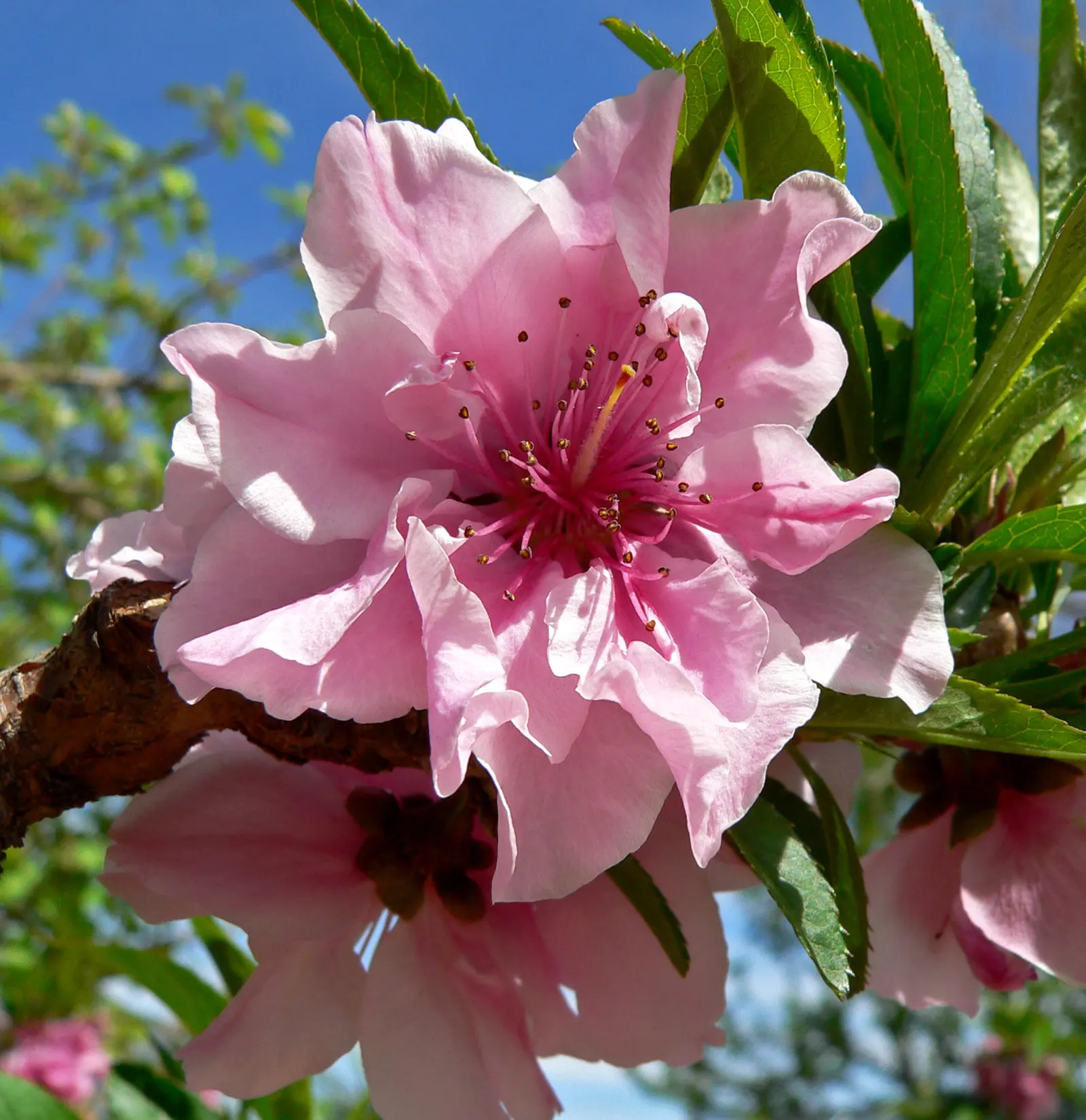 Edible Peach (Prunus Persica) — Mature trees reach 15-25 feet in height with an equal spread