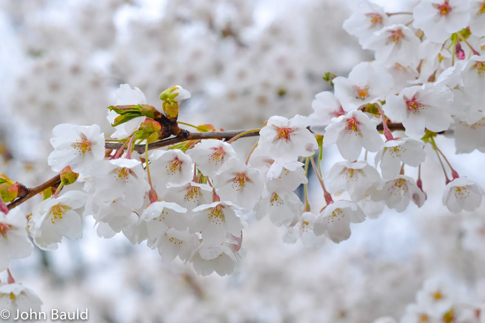 Edible Peach (Prunus Persica) — including annual pruning for shape; with at least six hours of direct sunlight to thrive and produce high-quality, image 129